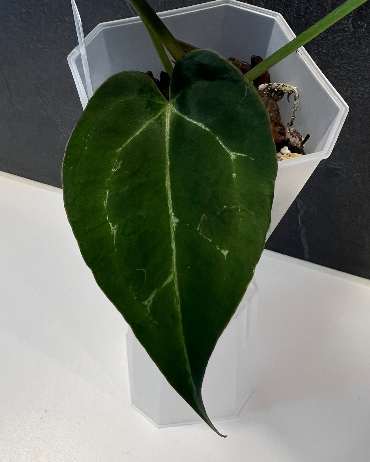 Anthurium Stripey x Odin