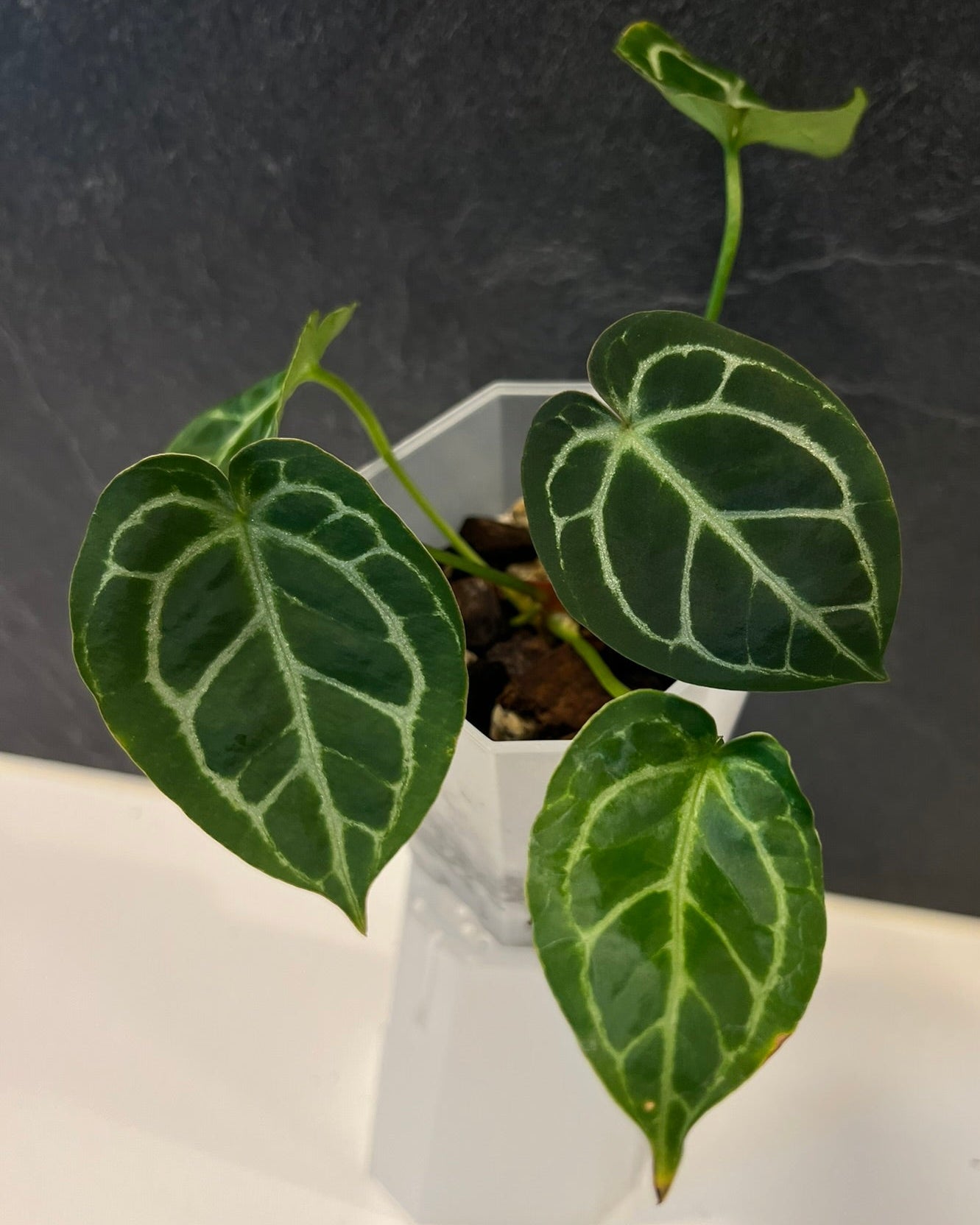 Anthurium Zara x Odin