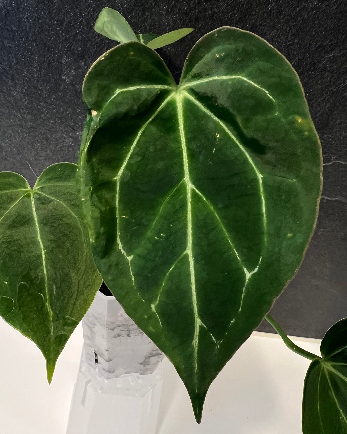 Anthurium Stripey x Odin