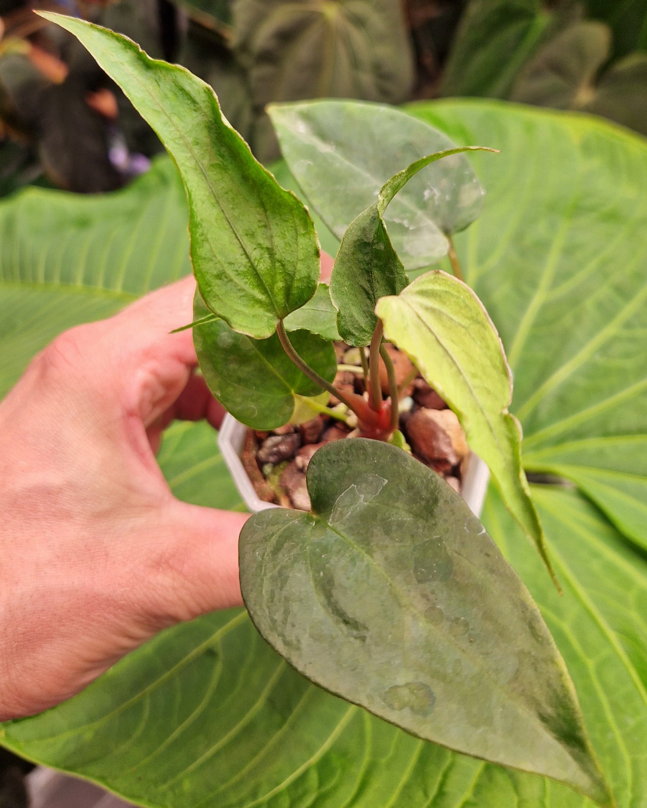 Anthurium Magnificum x Papillilaminum Daniel - Mutation