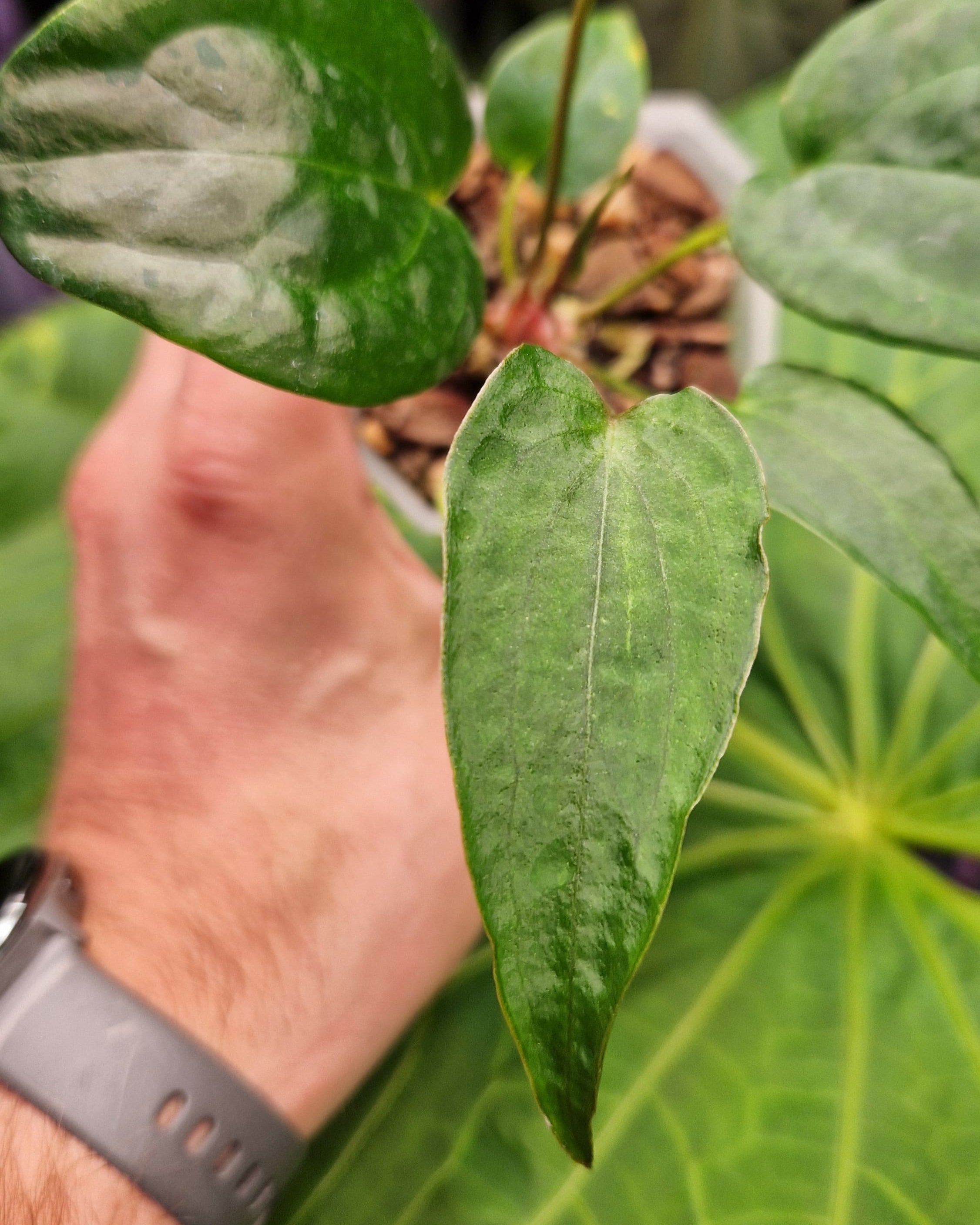 Anthurium Magnificum x Papillilaminum Daniel - Mutation