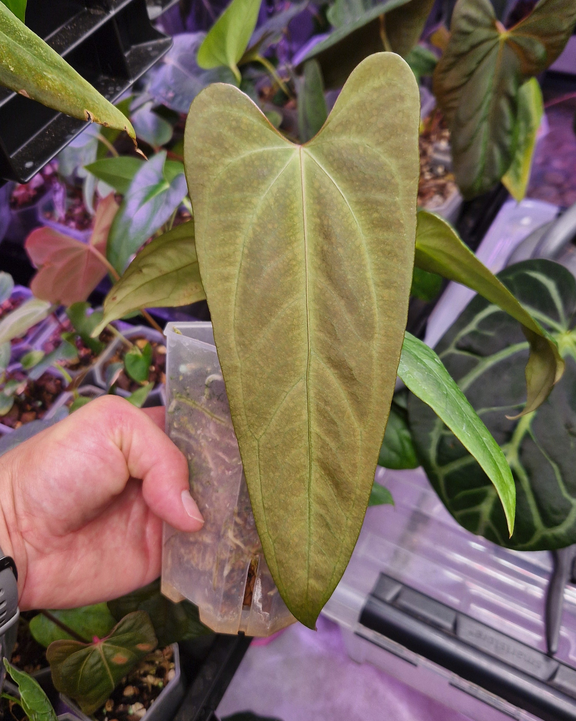 Anthurium Mr. Worldwide Clone B