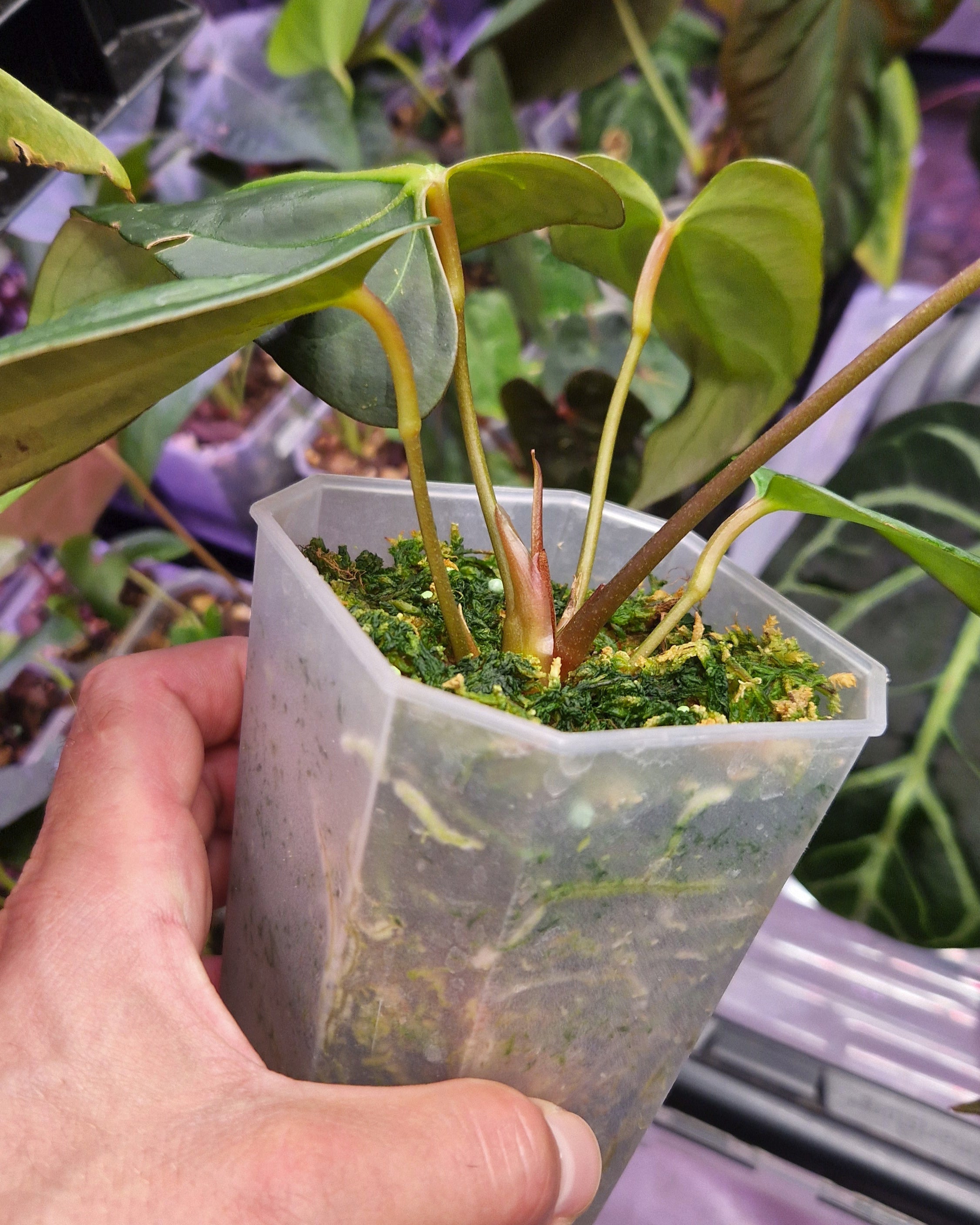 Anthurium Mr. Worldwide Clone B