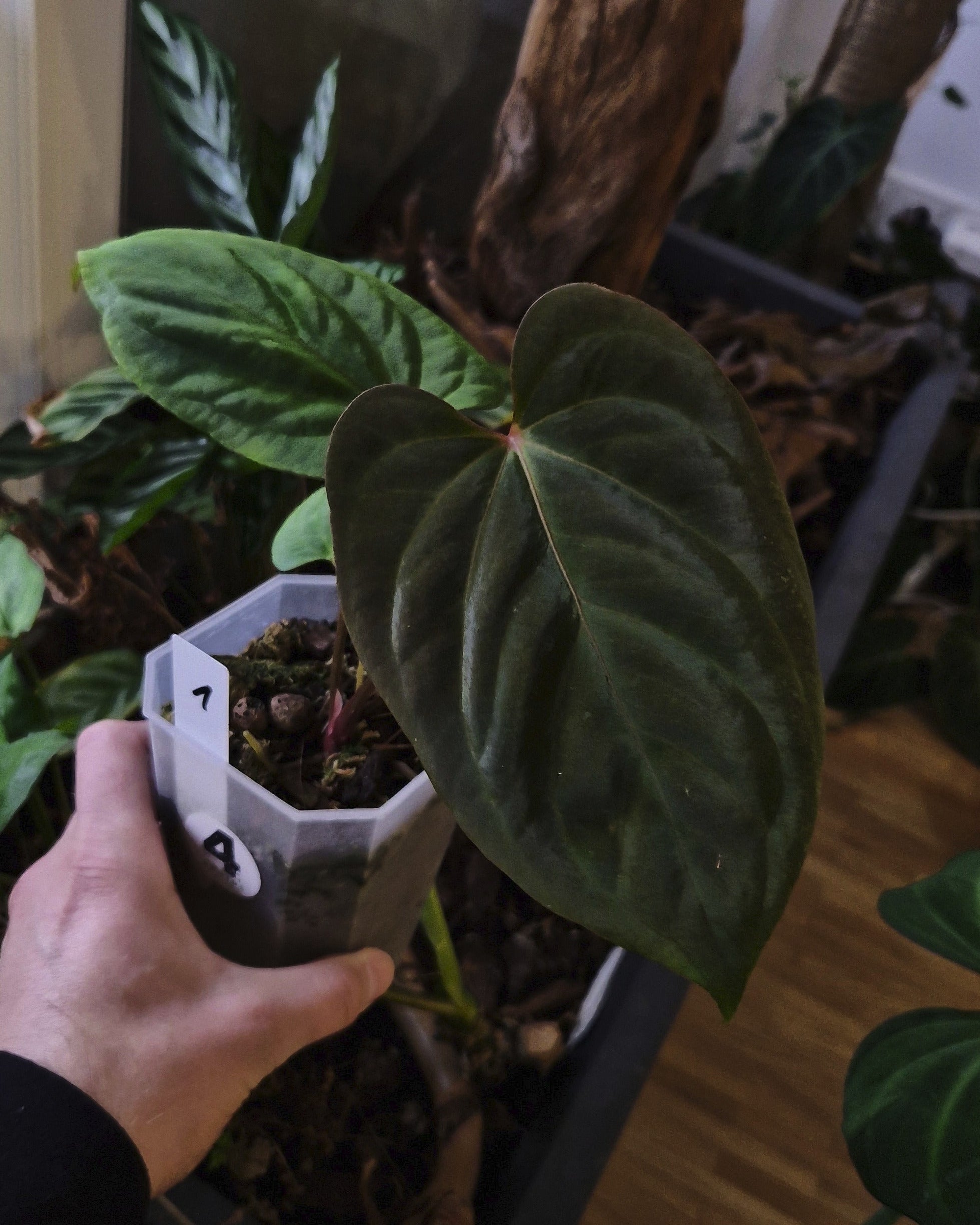 Anthurium (papillilaminum Daniel x besseae aff) wide x kunayalense T1