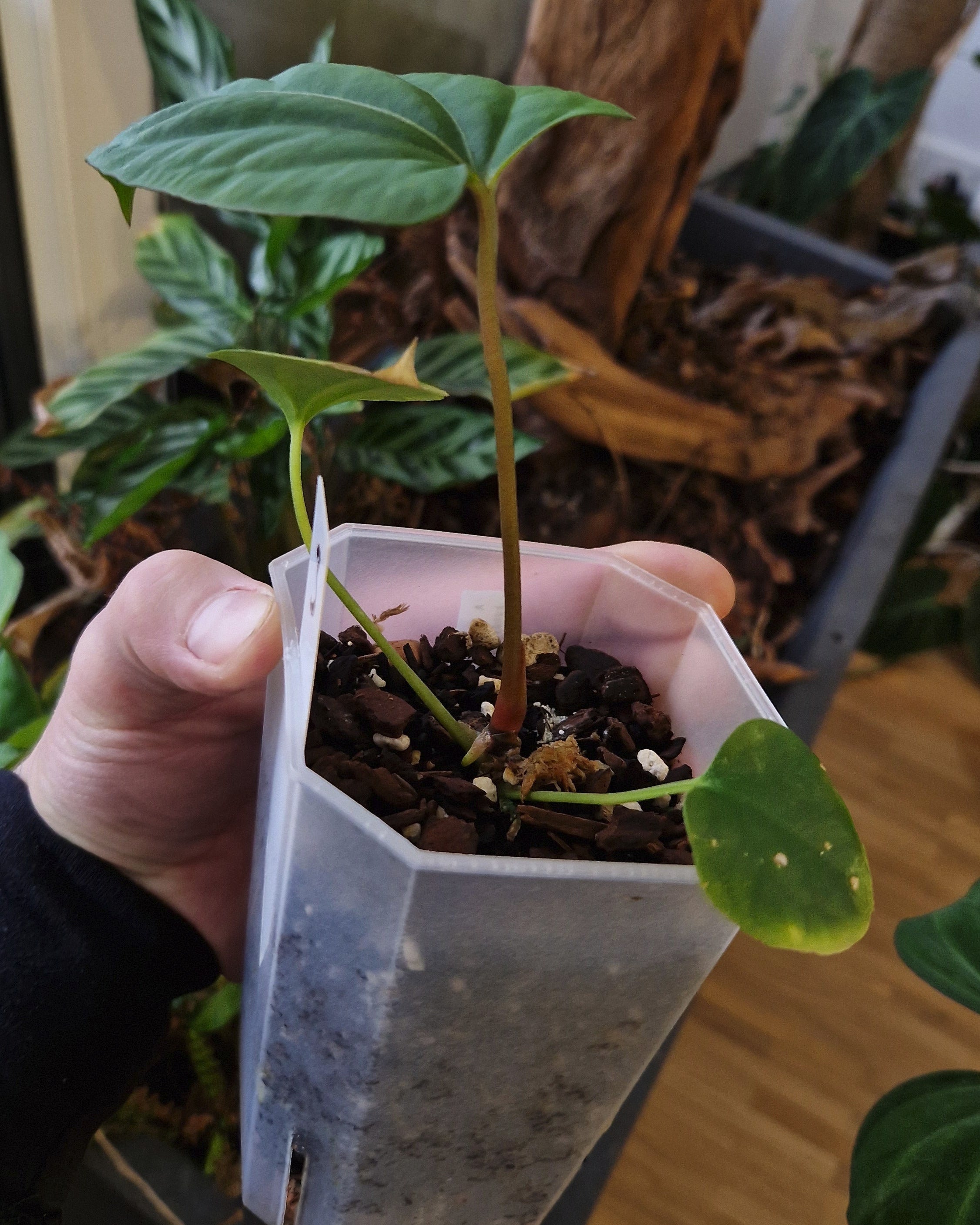 Anthurium (papillilaminum Daniel x besseae aff) wide x kunayalense T1