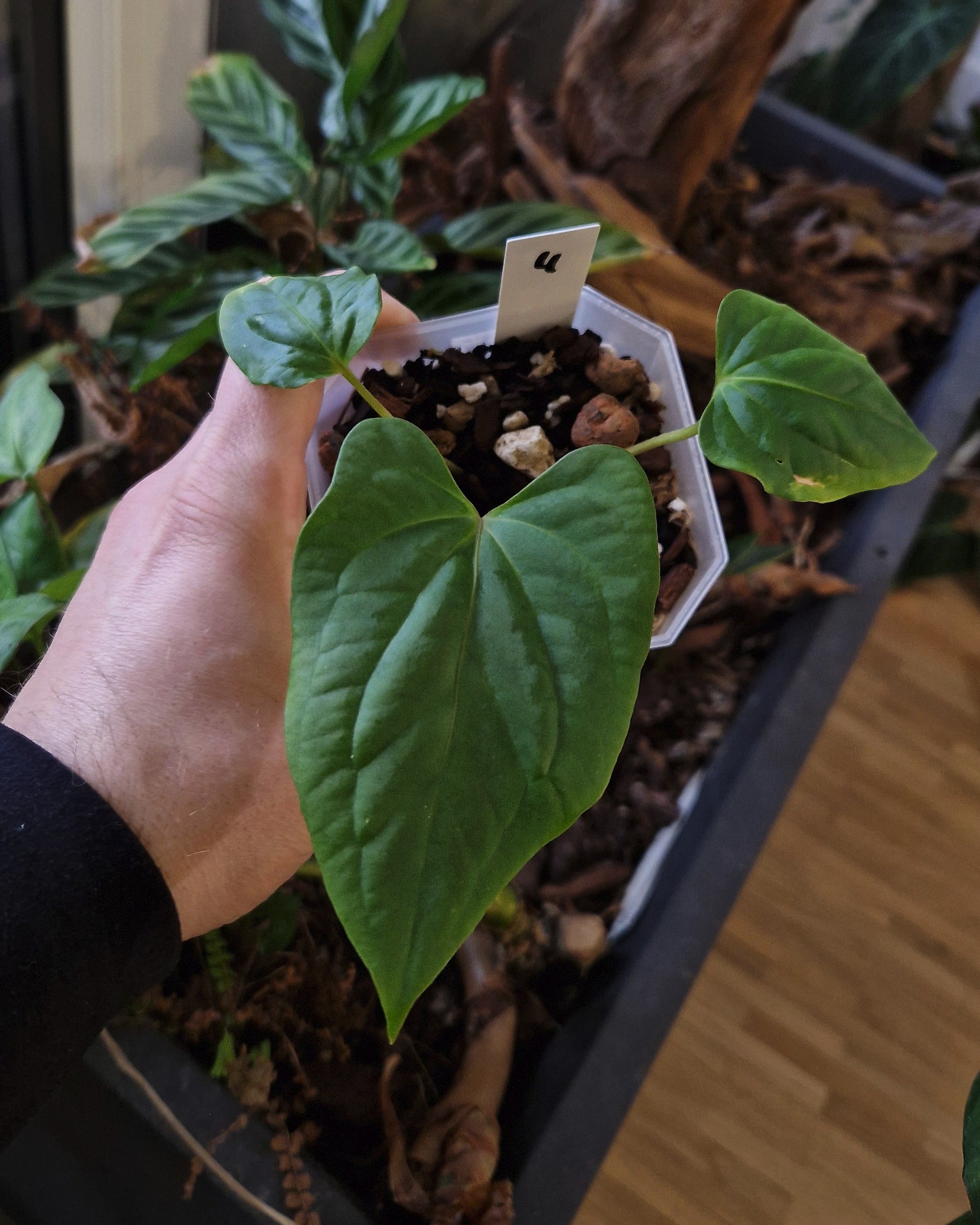 Anthurium (papillilaminum Daniel x besseae aff) wide x kunayalense T1