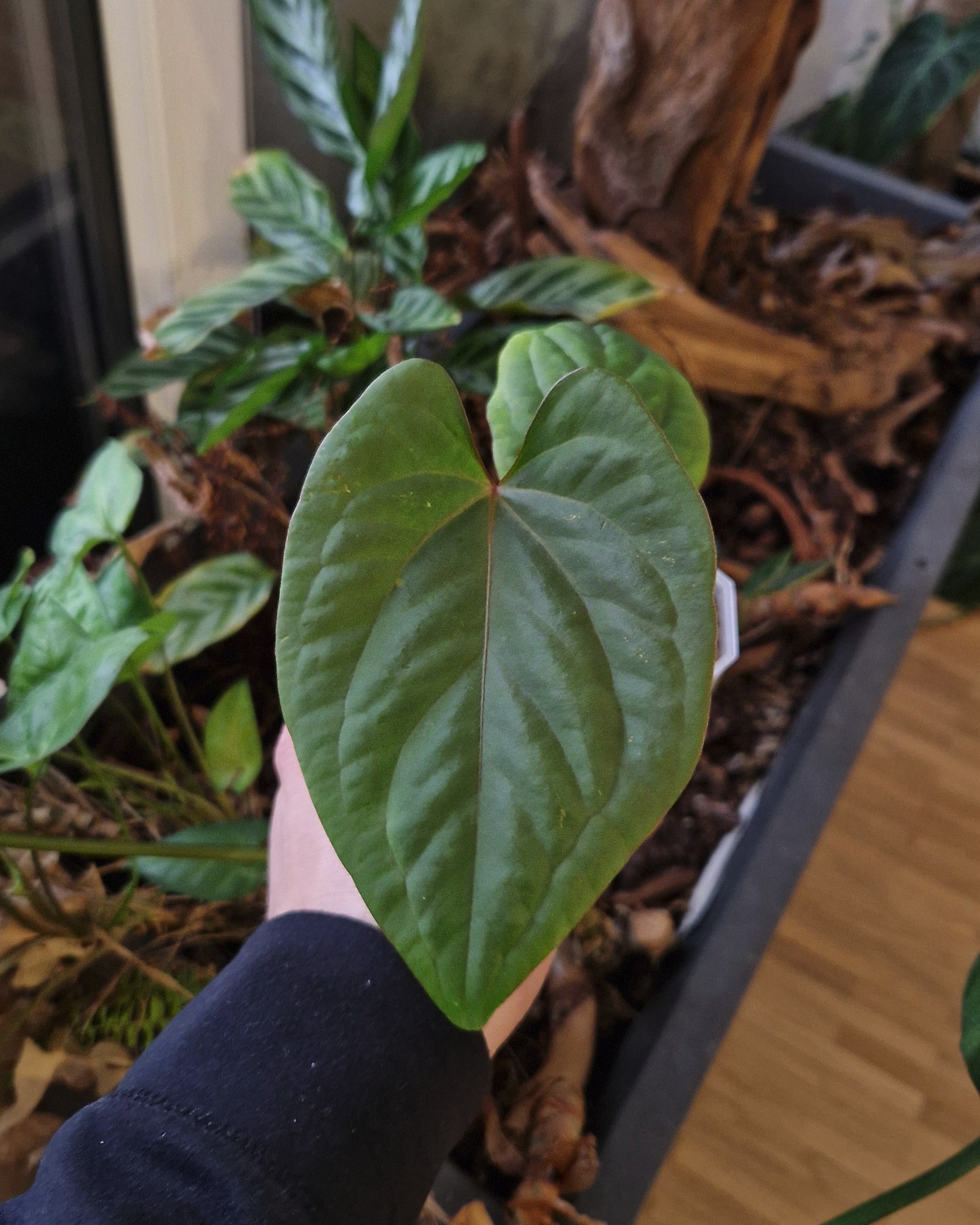 Anthurium (papillilaminum Daniel x besseae aff) wide x kunayalense T1