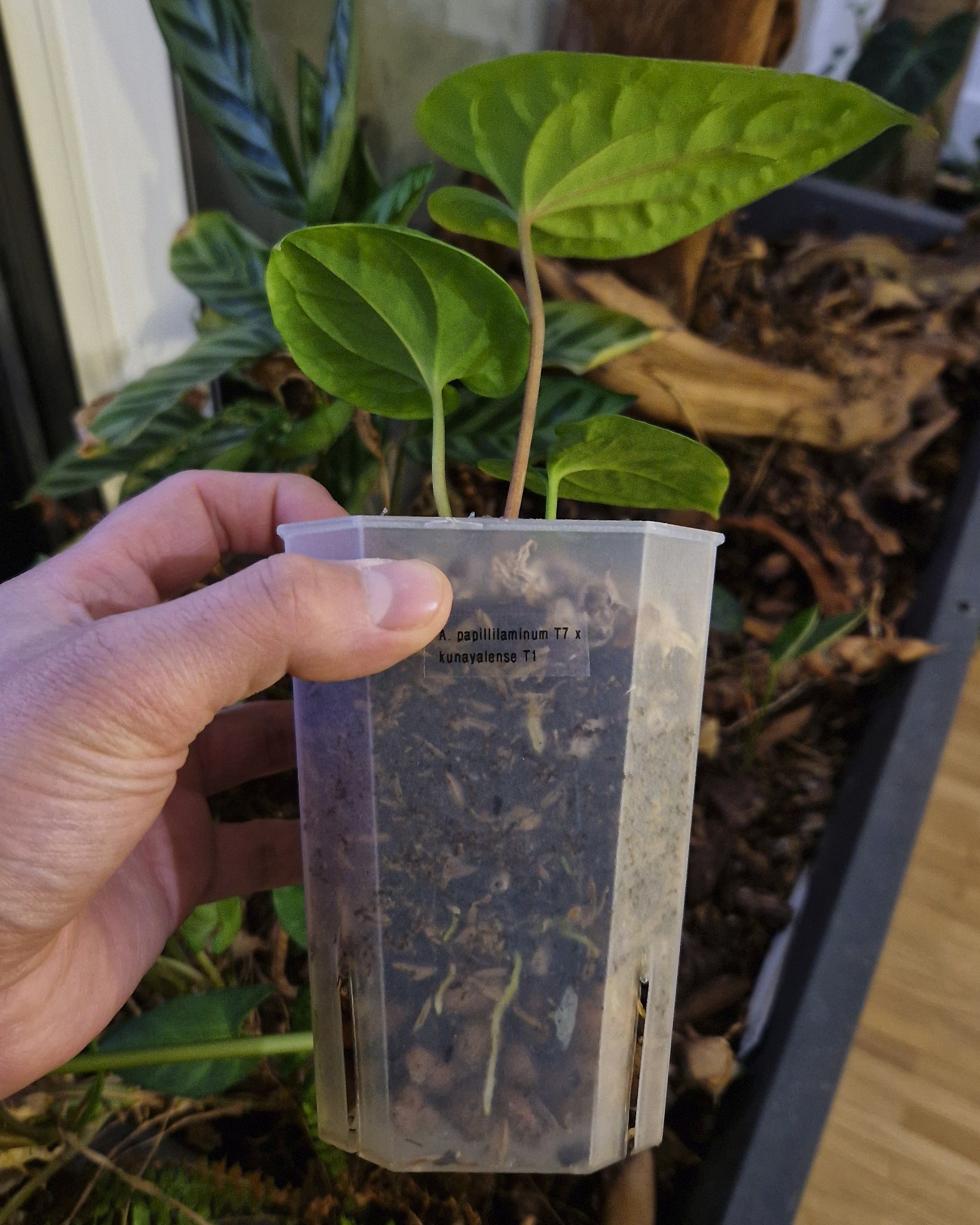 Anthurium papillilaminum T7 x kunayalense T1