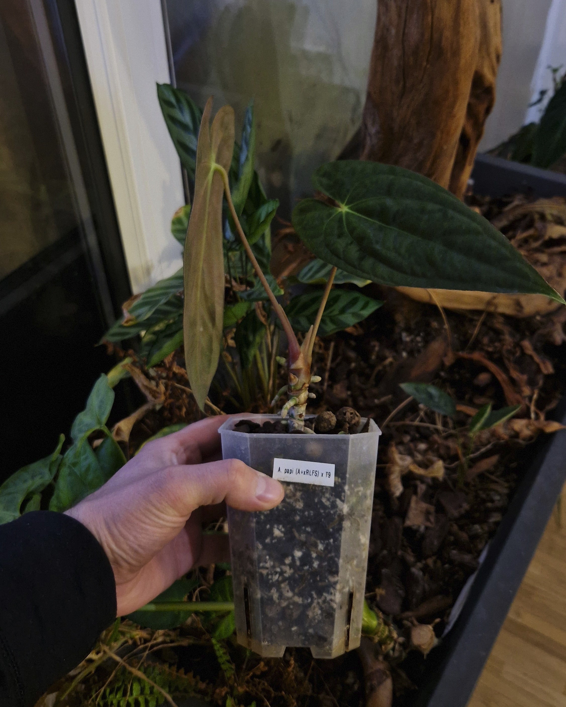 Anthurium papillilaminum A+RLFS x papillilaminum T9