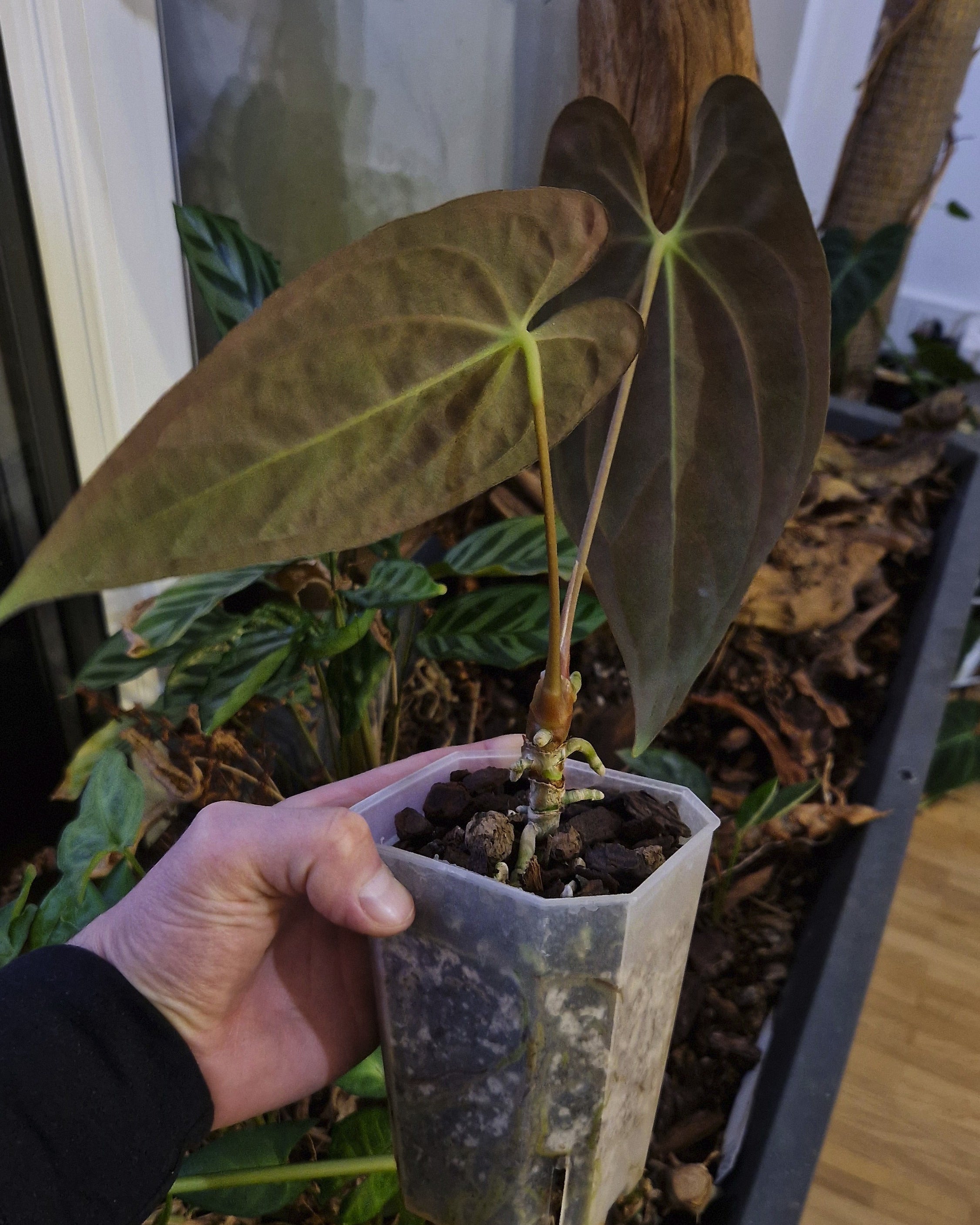 Anthurium papillilaminum A+RLFS x papillilaminum T9
