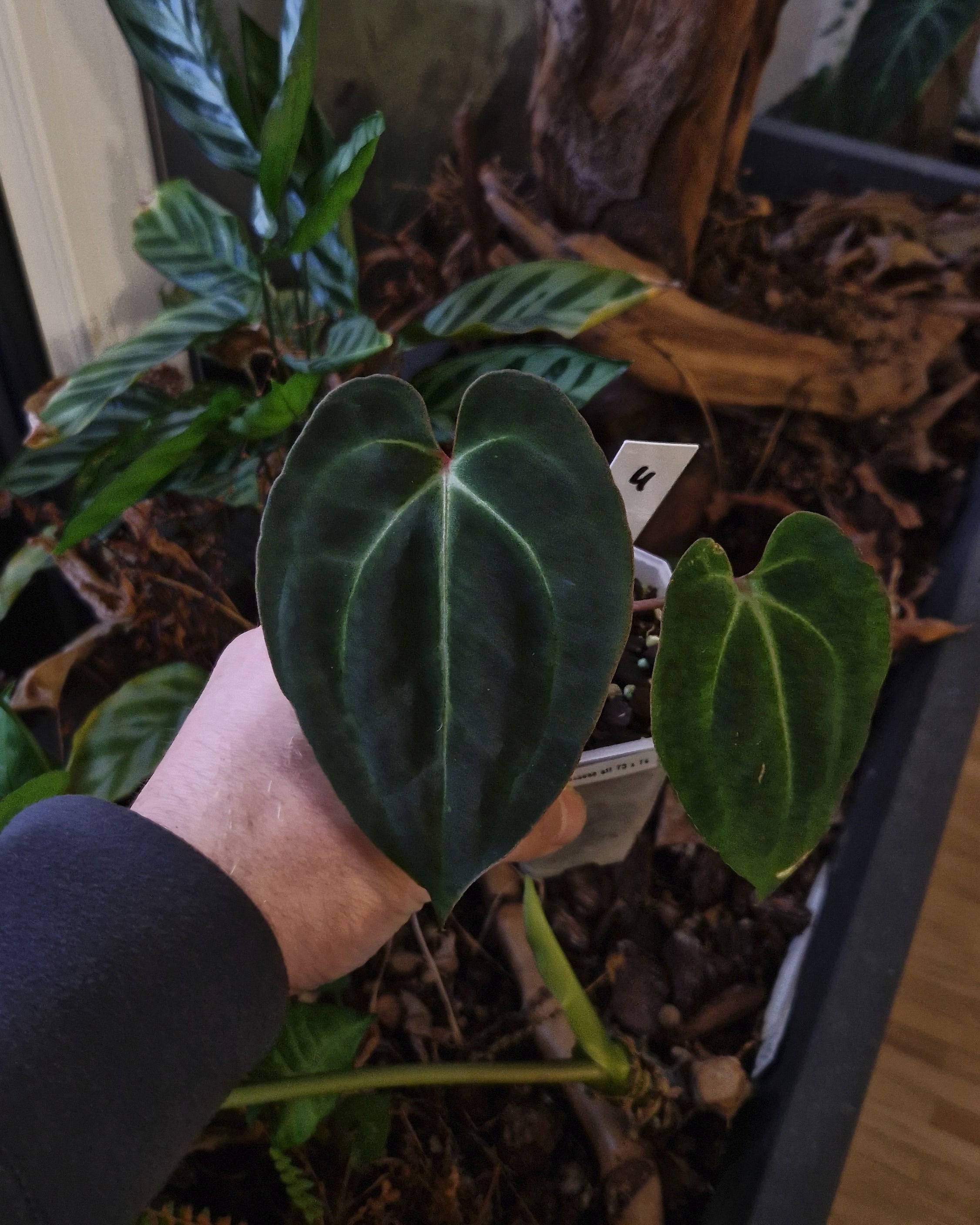 Anthurium besseae aff T3 x T4