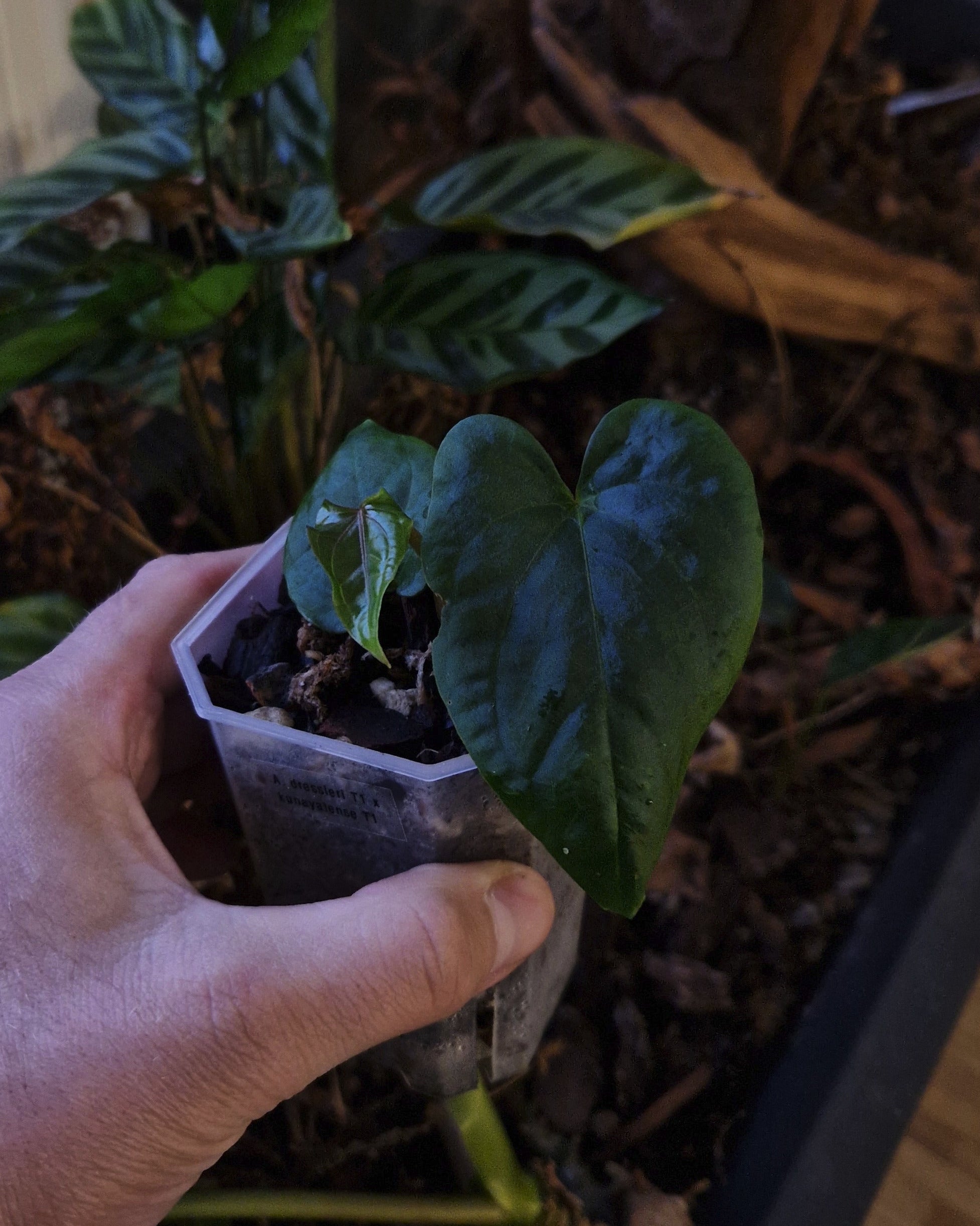 Anthurium dressleri T1 x kunayalense T1