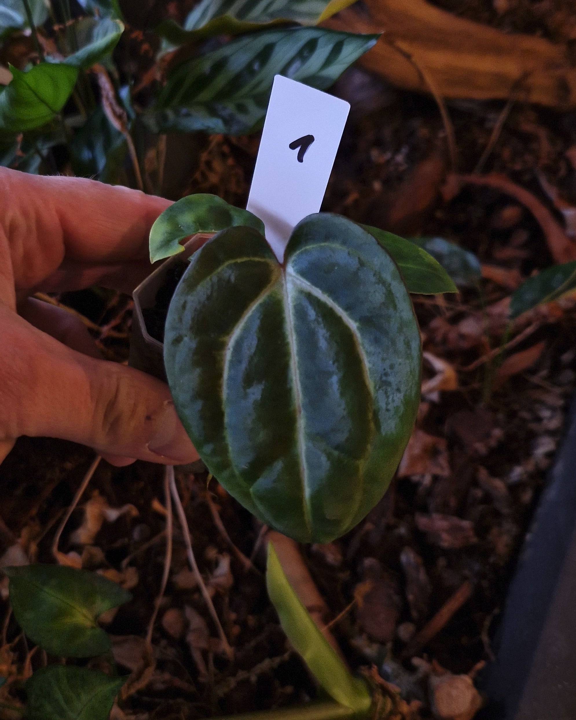 Anthurium carlablackiae T2 x T5