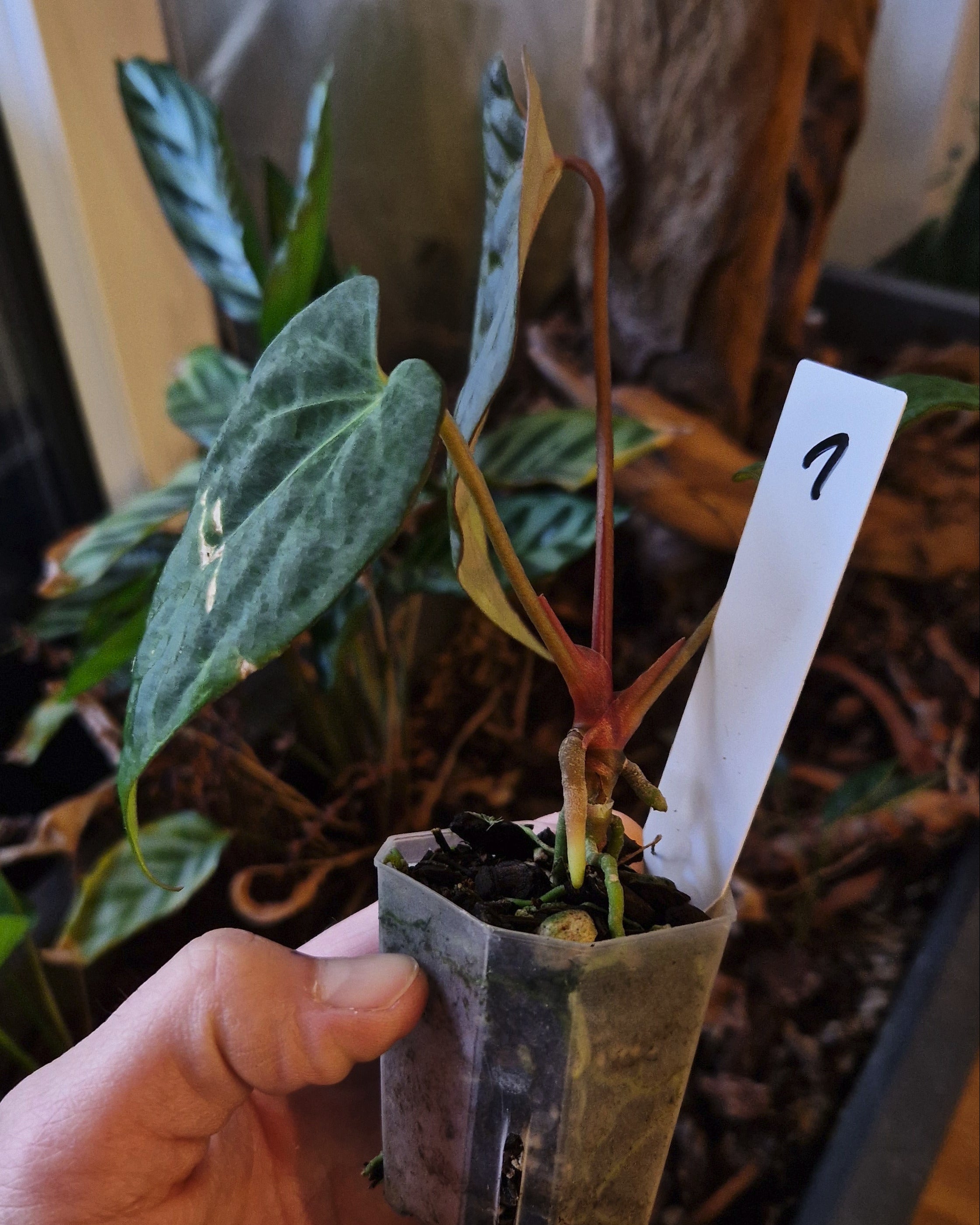 Anthurium magnificum x papillilaminum Daniel
