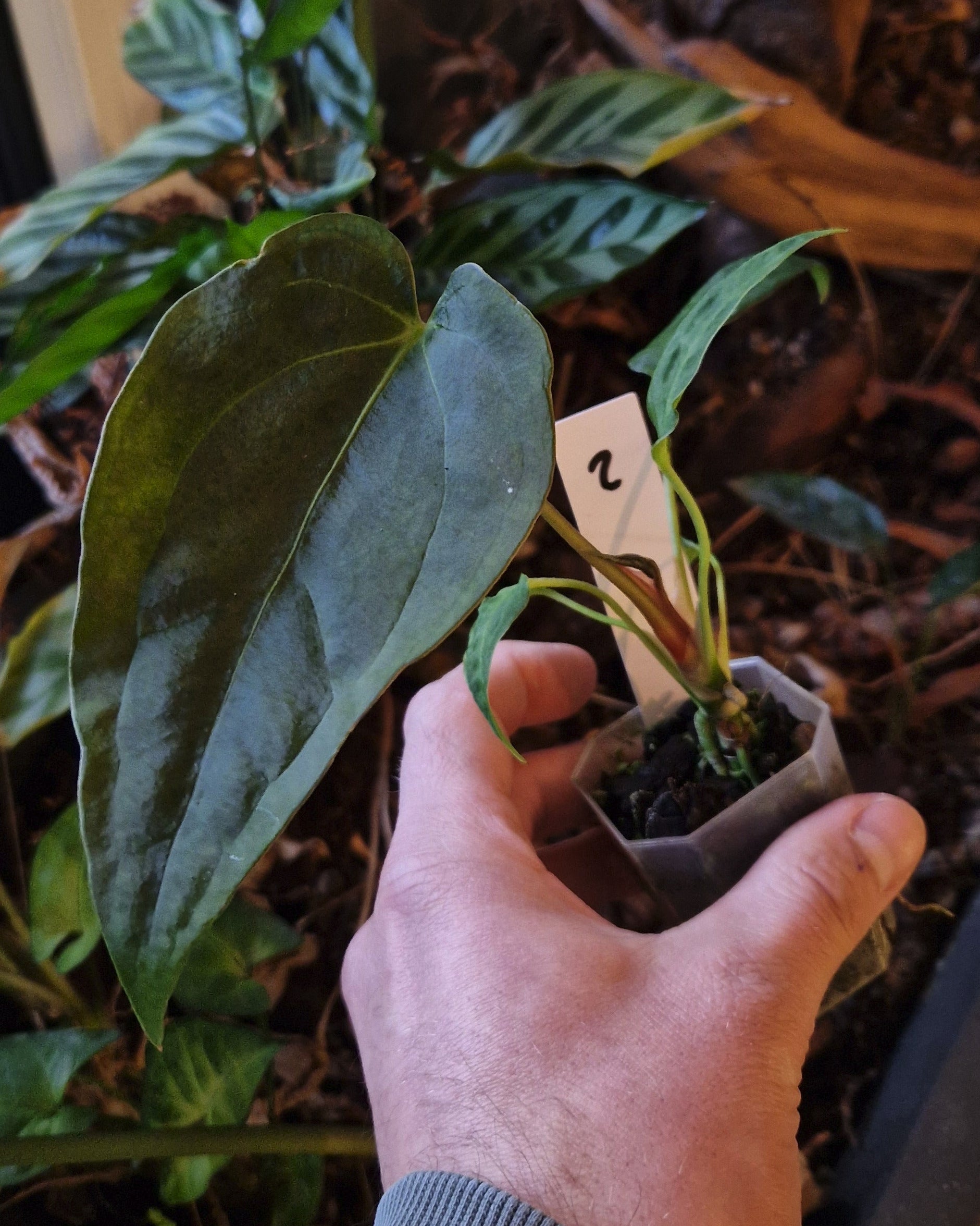 Anthurium magnificum x papillilaminum Daniel