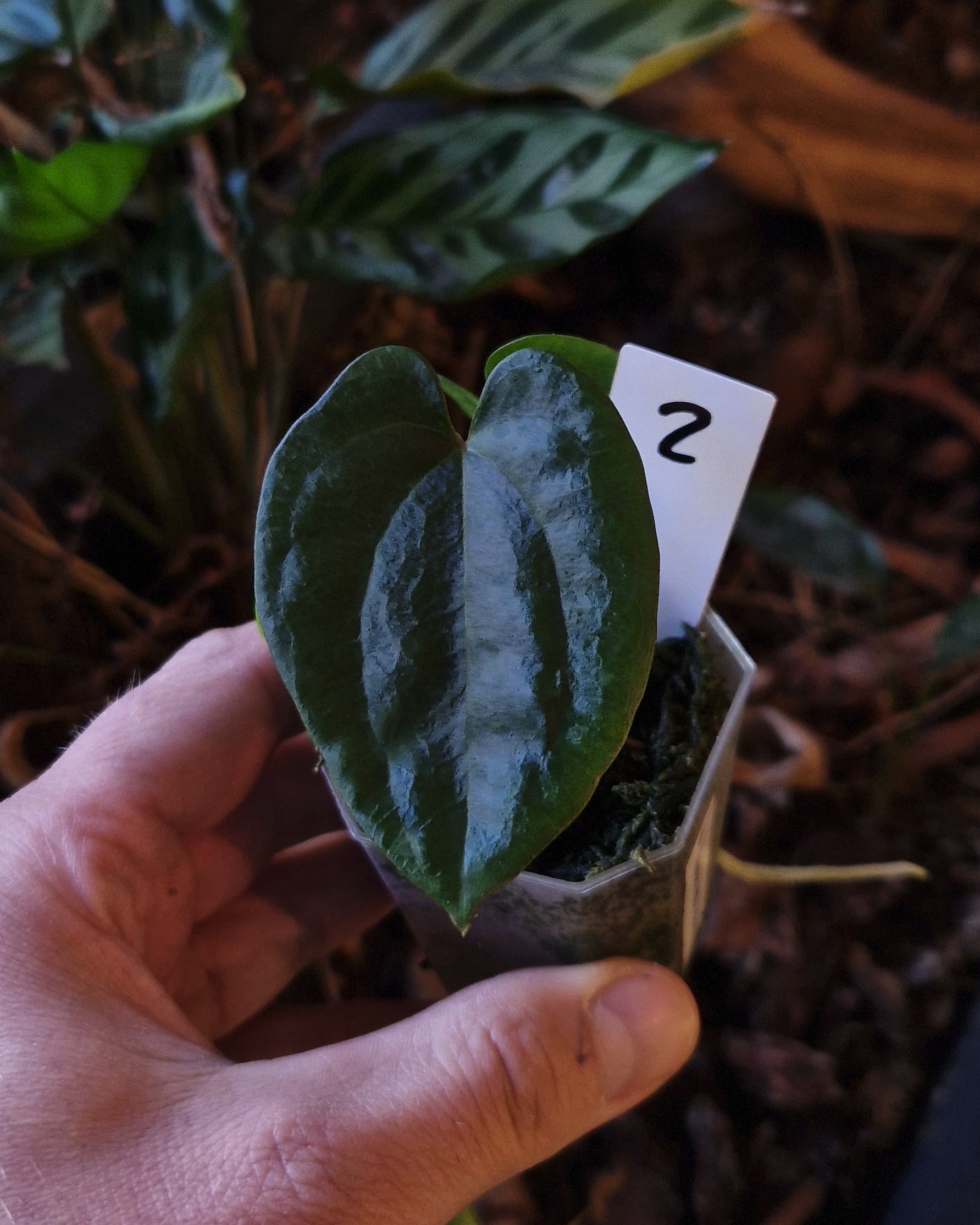 Anthurium dressleri NSE variegata x T2