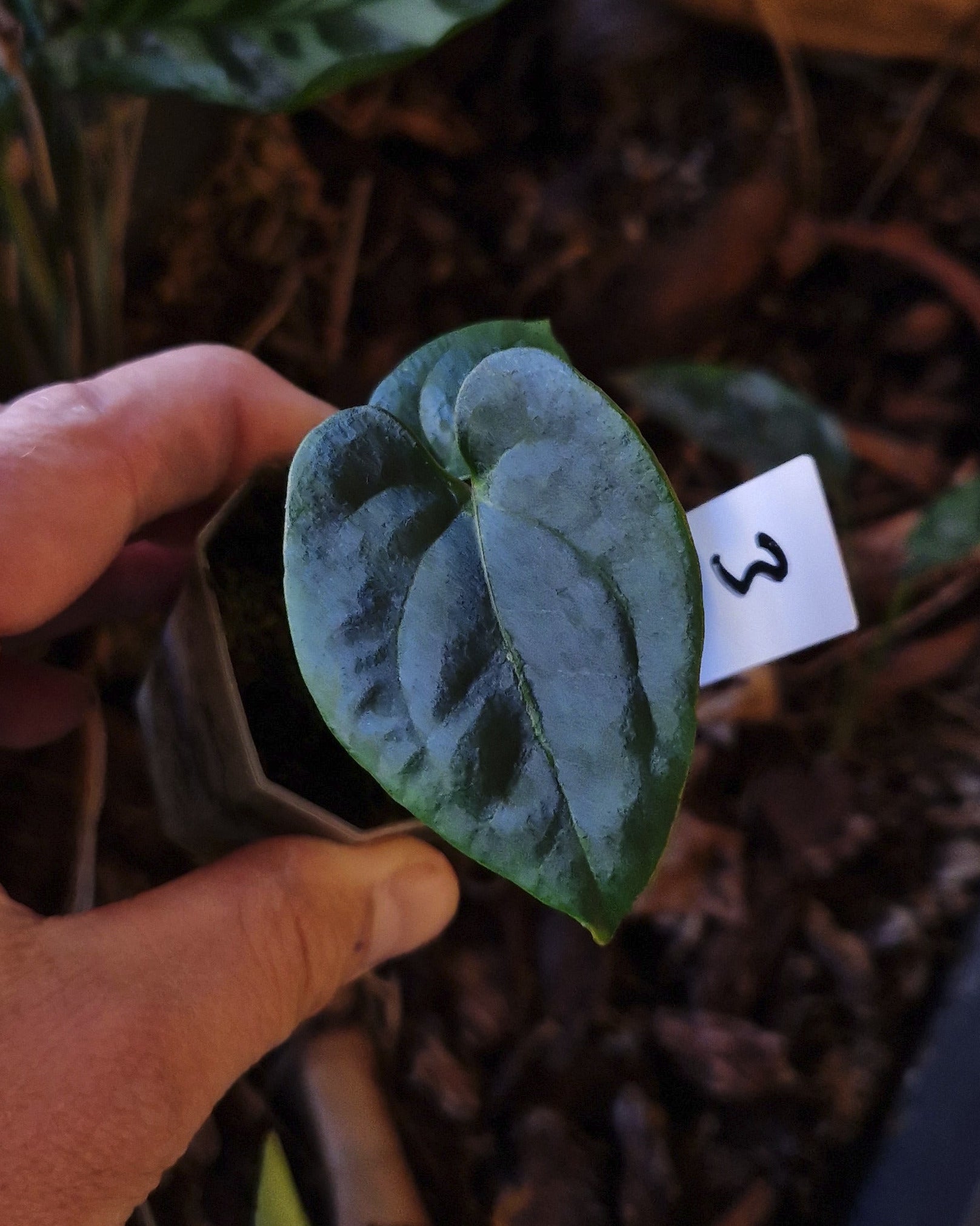 Anthurium dressleri NSE variegata x T2