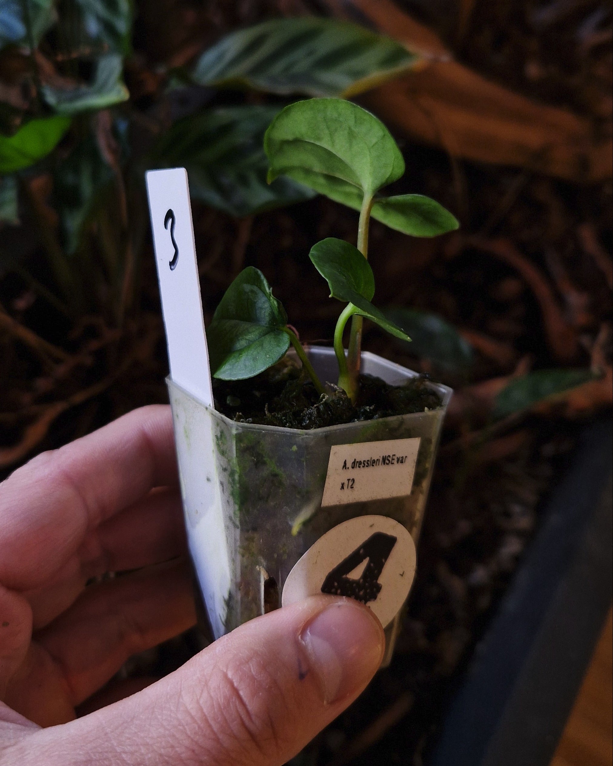 Anthurium dressleri NSE variegata x T2