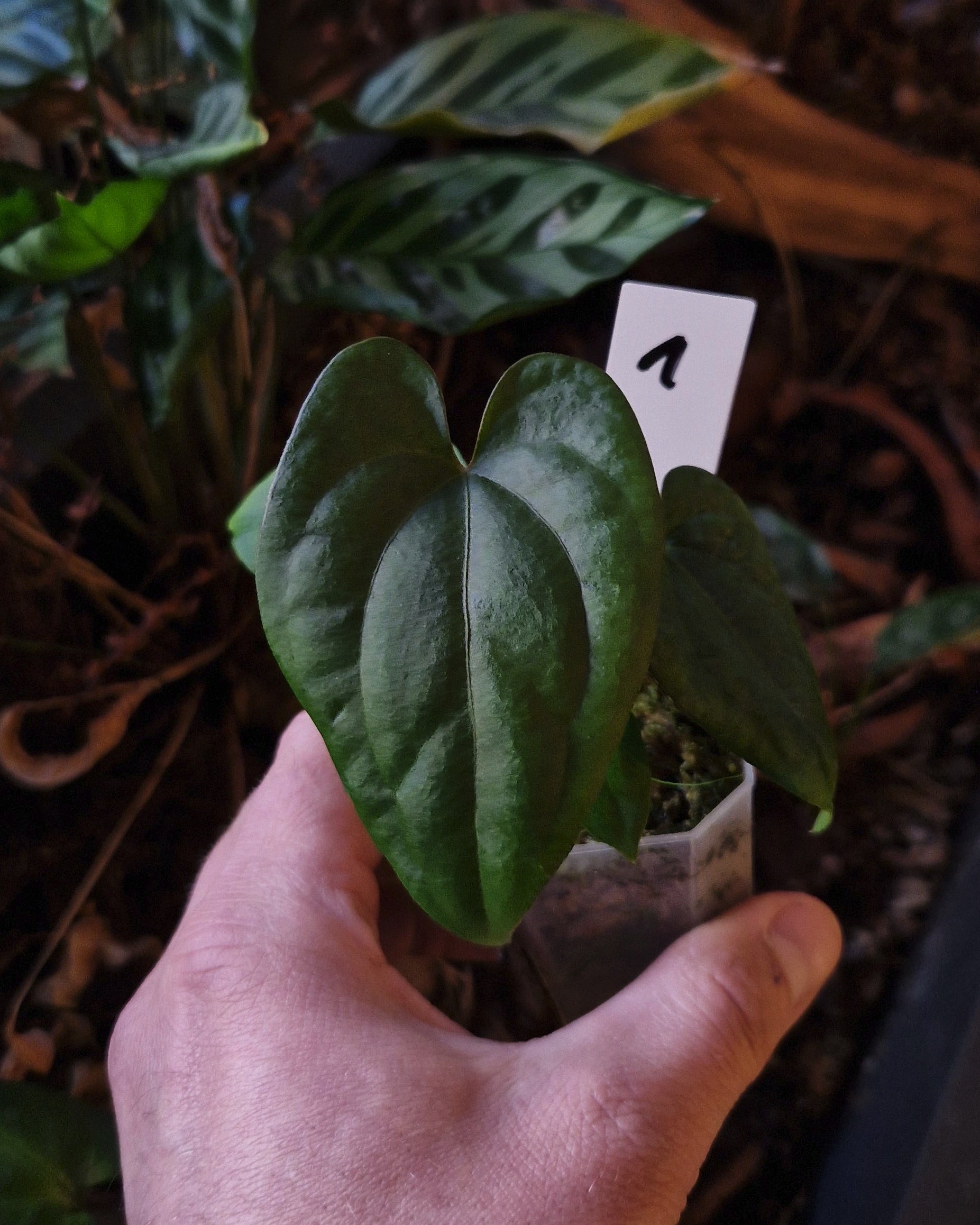Anthurium dressleri T2 x T1