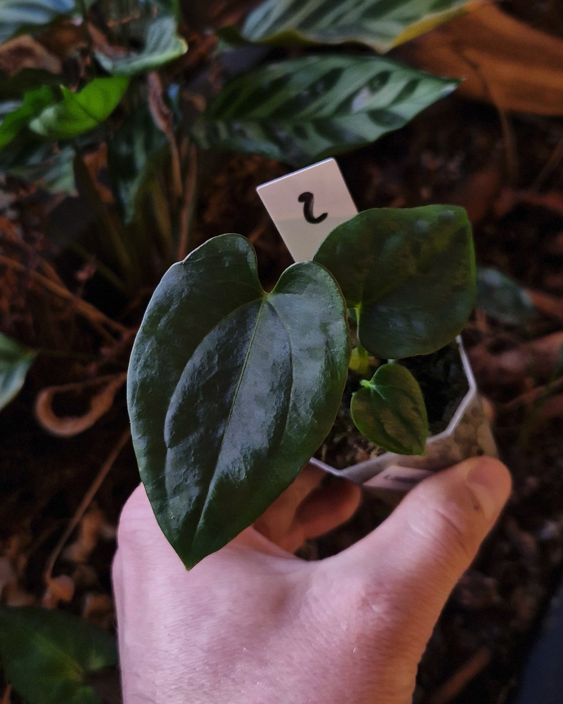 Anthurium dressleri T2 x T1