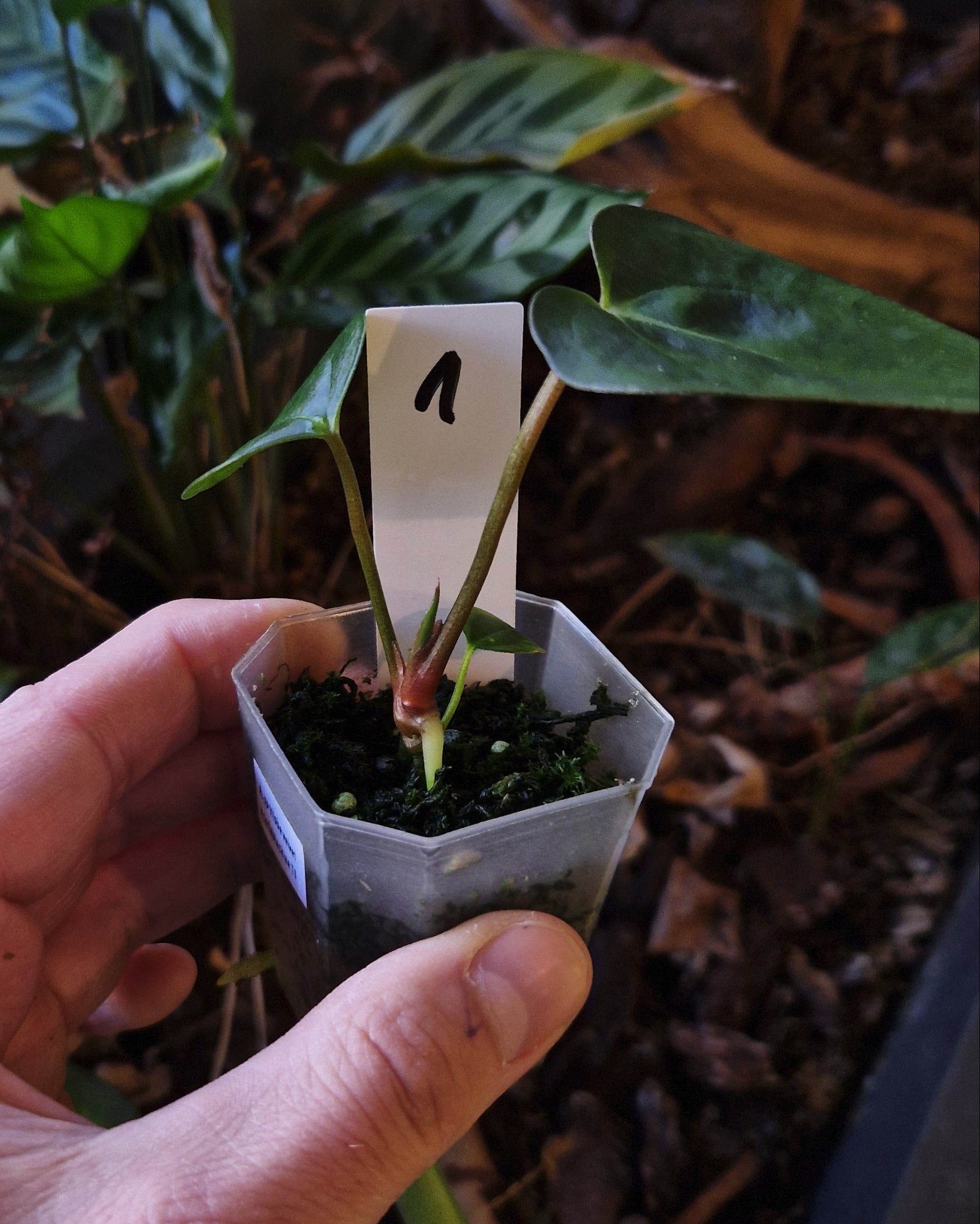 Anthurium sp trilobe velvet x carlablackiae T1