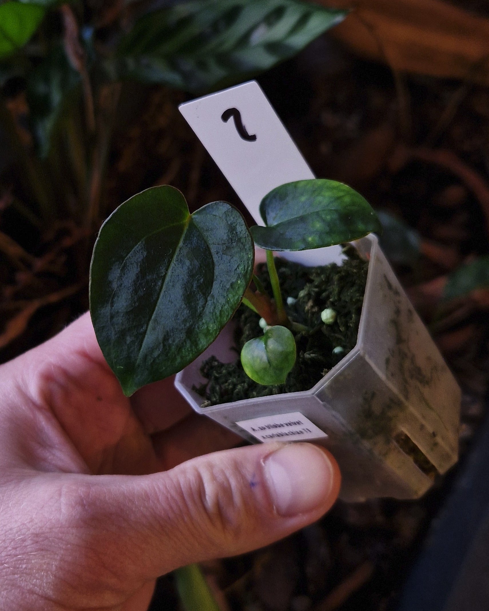 Anthurium sp trilobe velvet x carlablackiae T1