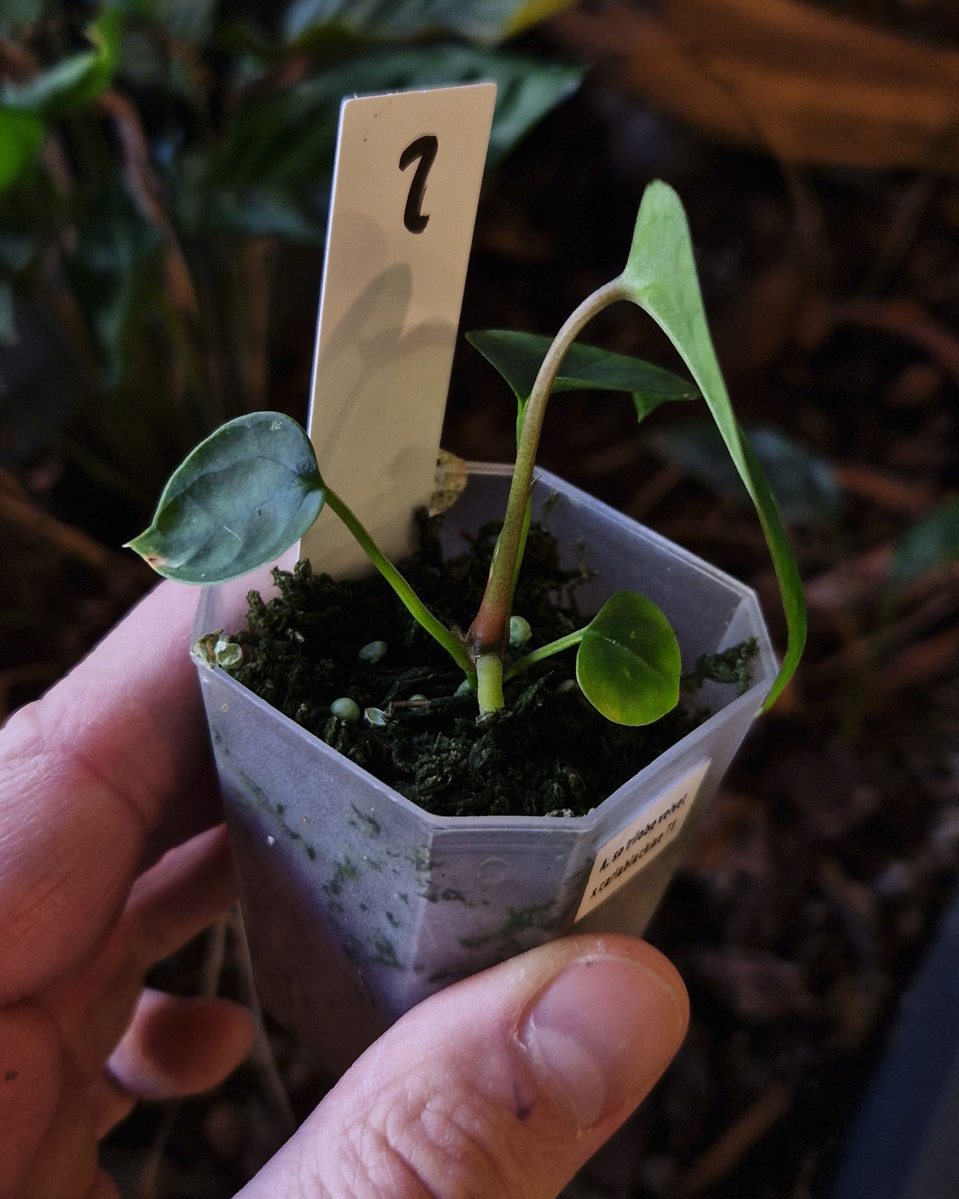 Anthurium sp trilobe velvet x carlablackiae T1