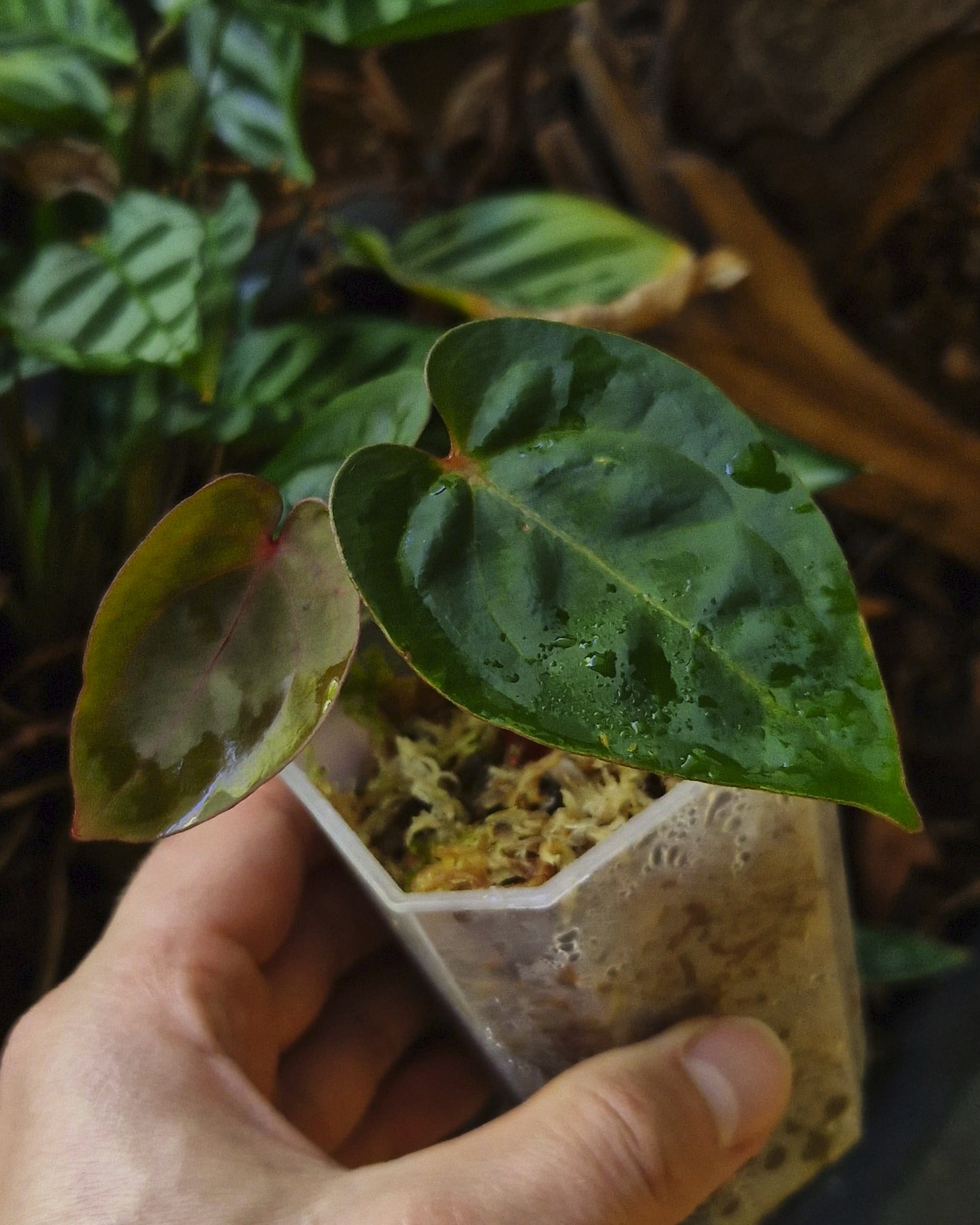 Anthurium 'Bloodmoon'
