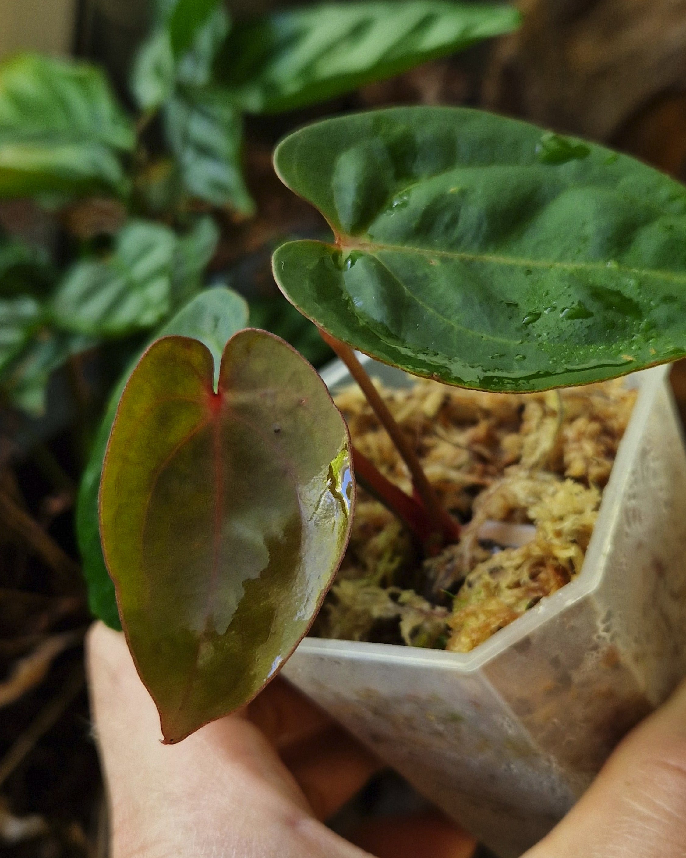 Anthurium 'Bloodmoon'
