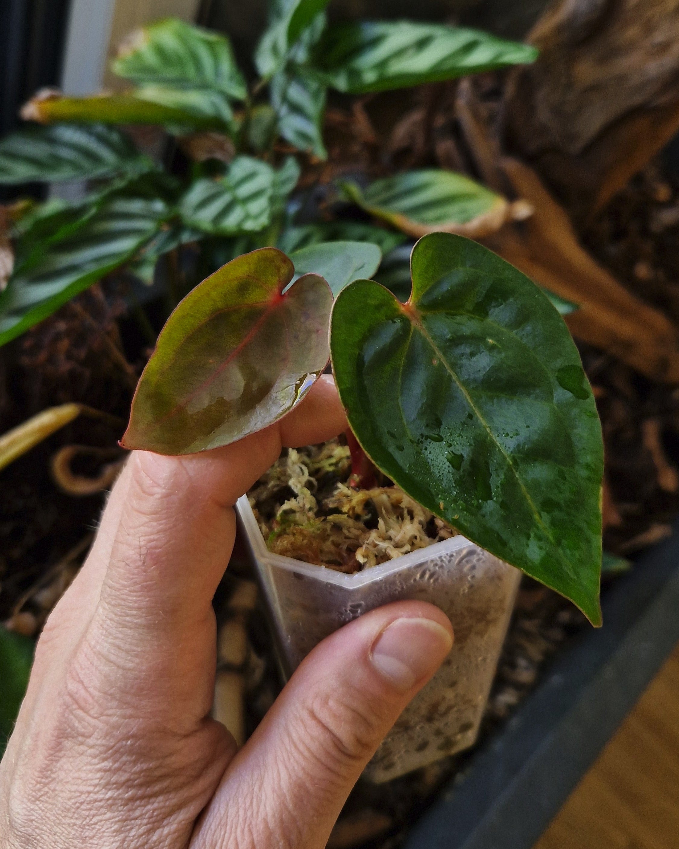 Anthurium 'Bloodmoon'