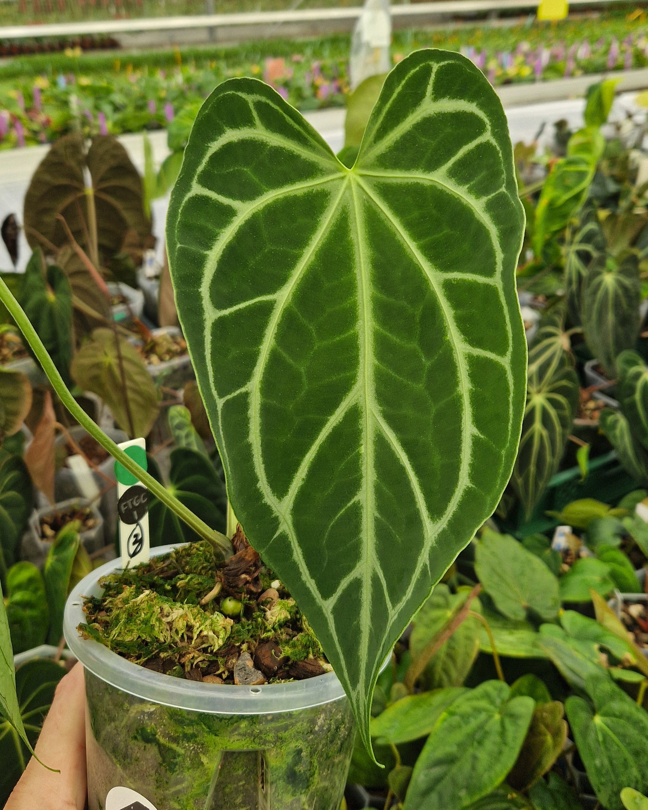 Anthurium 'FTG crystallinum' S1