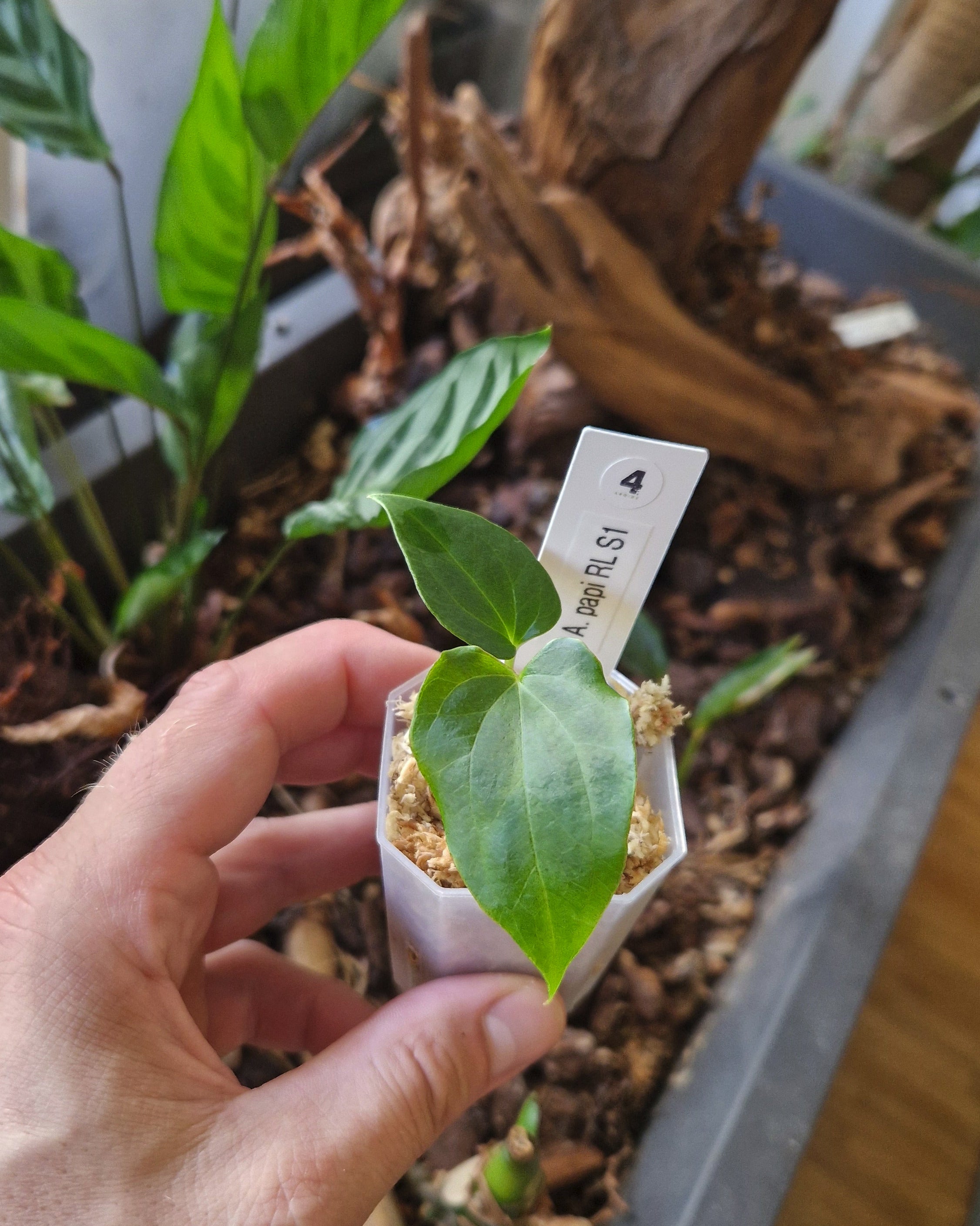Anthurium papillilaminum Ralph Lynam S1