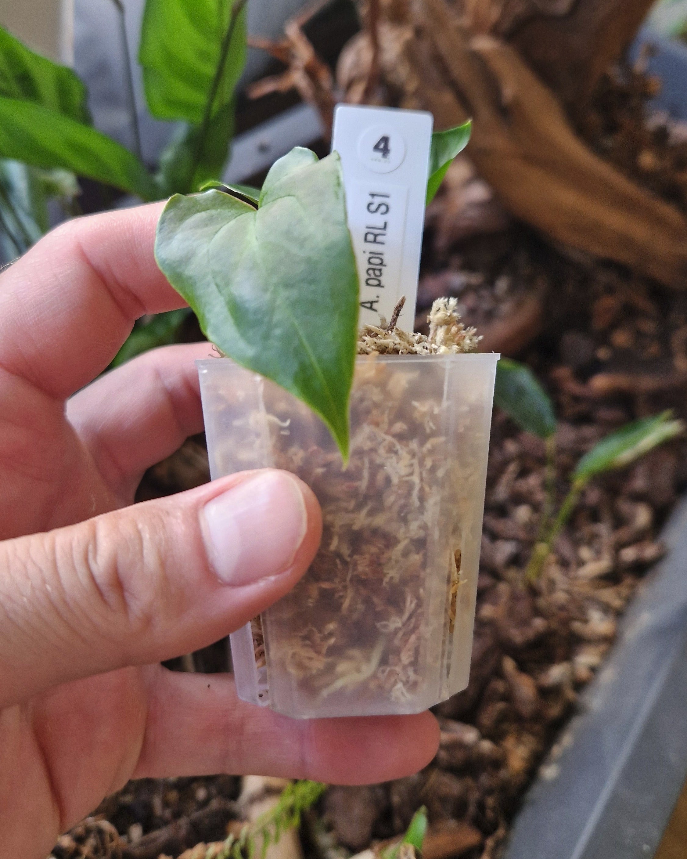 Anthurium papillilaminum Ralph Lynam S1
