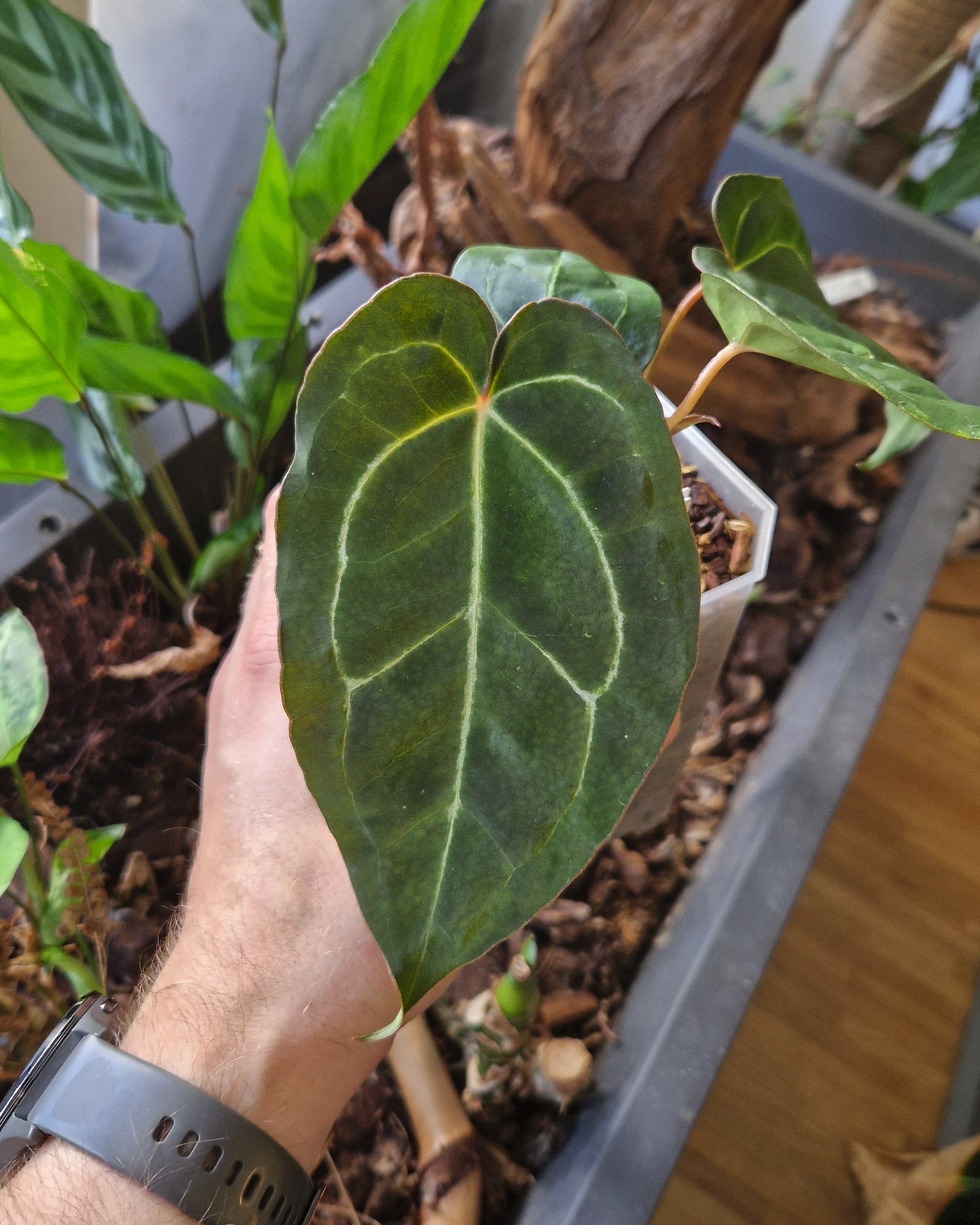 Anthurium 'blue papillilaminum OG' x 'Black Widow x Michelle'