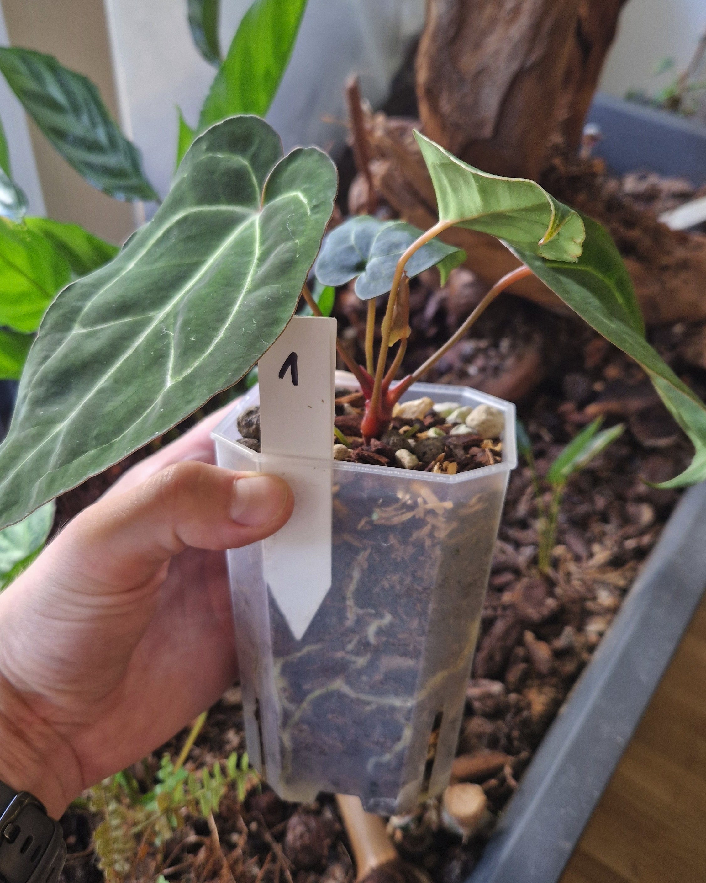 Anthurium 'blue papillilaminum OG' x 'Black Widow x Michelle'