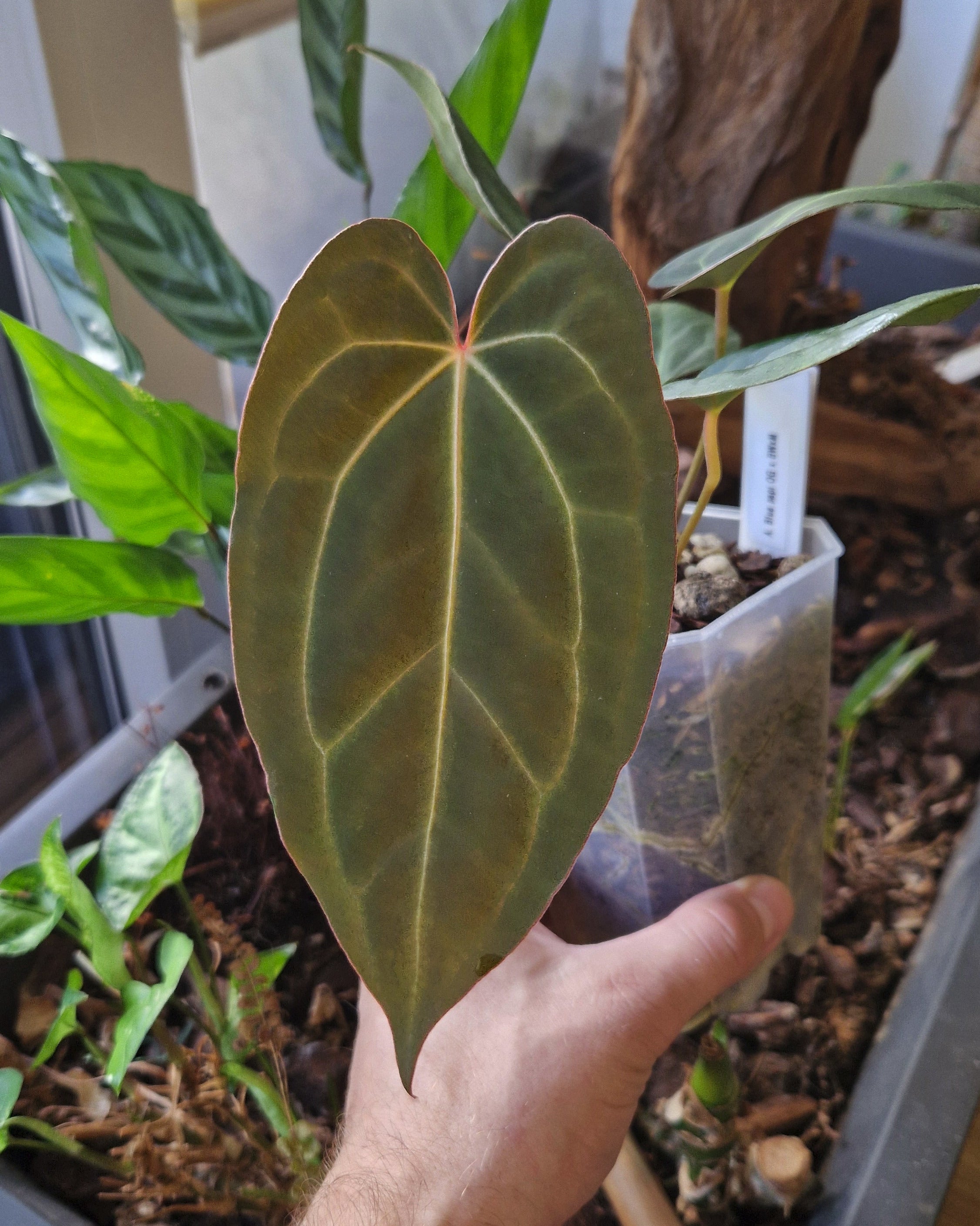 Anthurium 'blue papillilaminum OG' x 'Black Widow x Michelle'