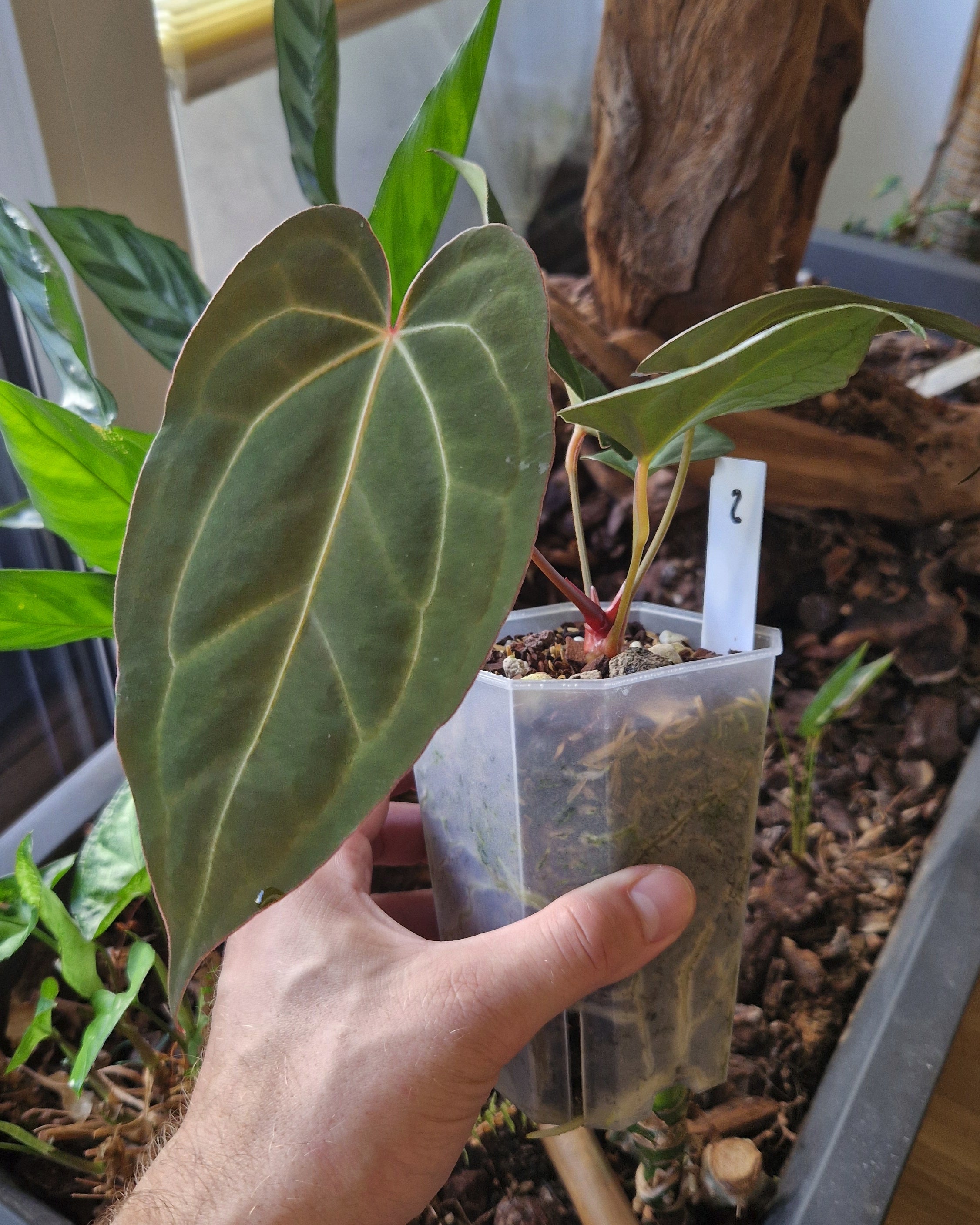 Anthurium 'blue papillilaminum OG' x 'Black Widow x Michelle'