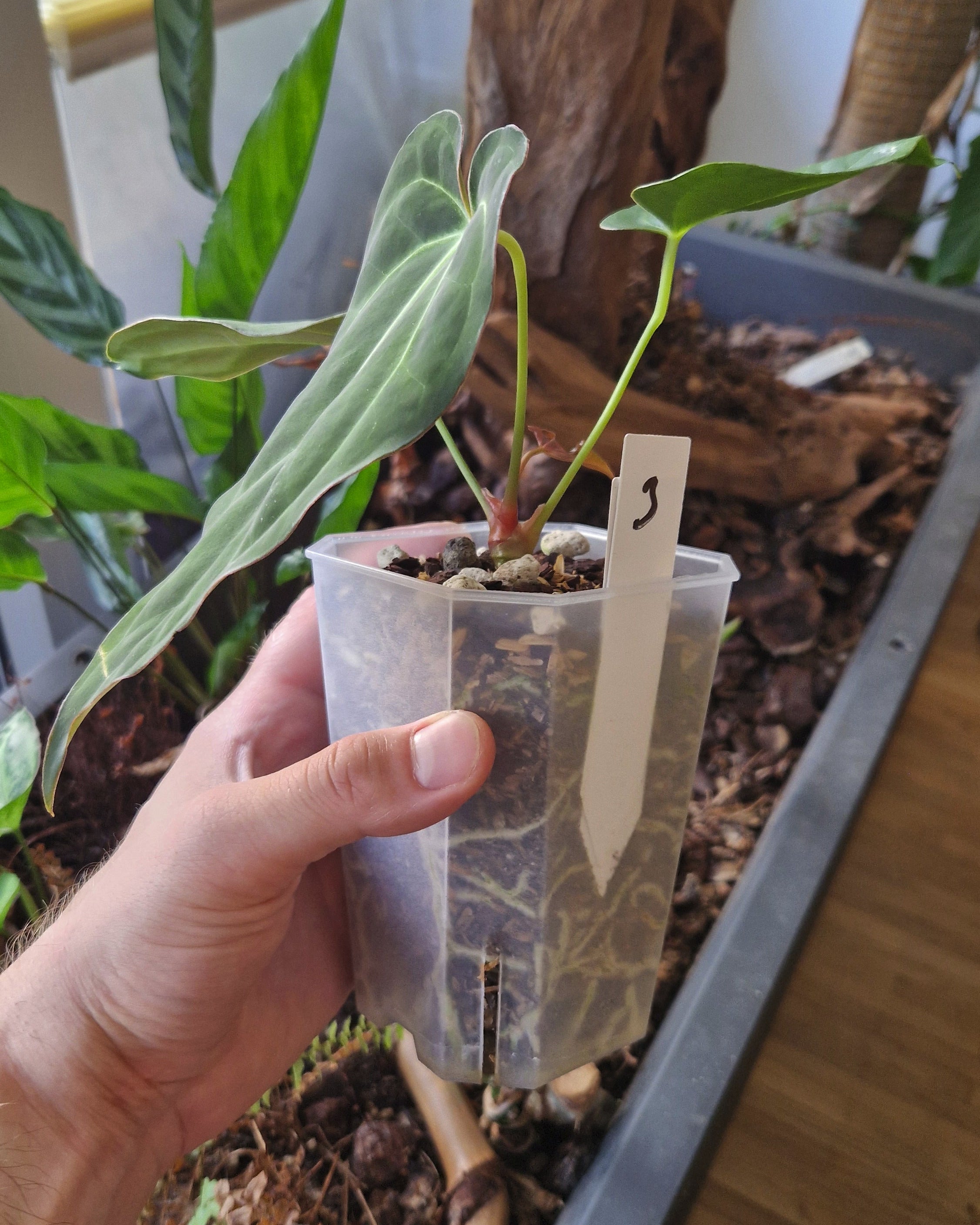 Anthurium 'blue papillilaminum OG' x 'Black Widow x Michelle'