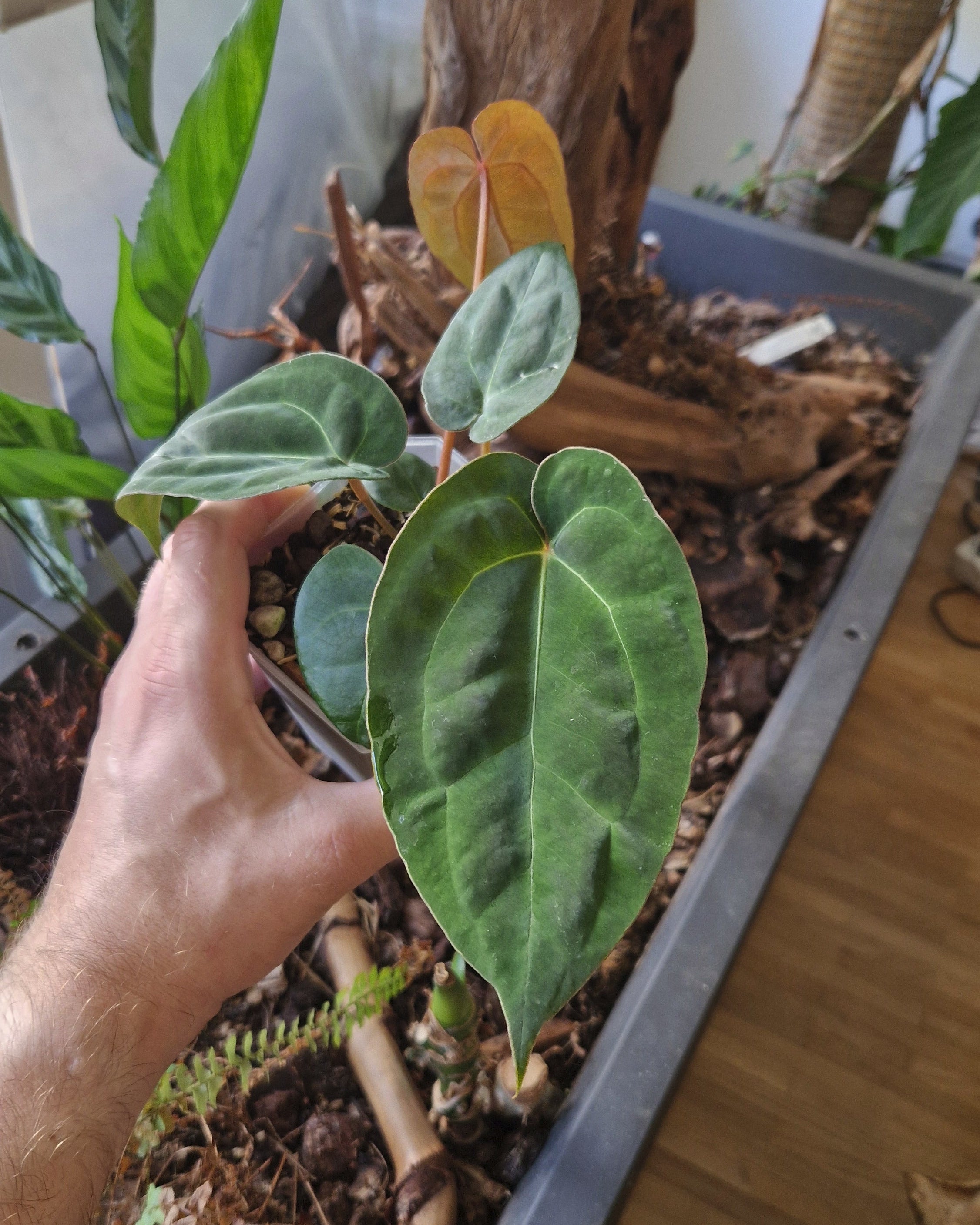 Anthurium 'blue papillilaminum OG' x 'Black Widow x Michelle'