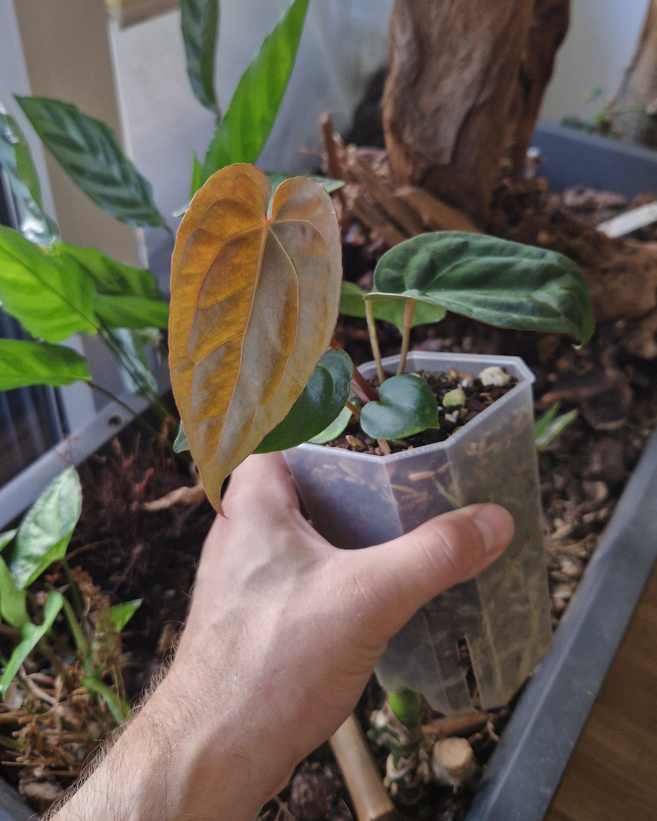 Anthurium 'blue papillilaminum OG' x 'Black Widow x Michelle'