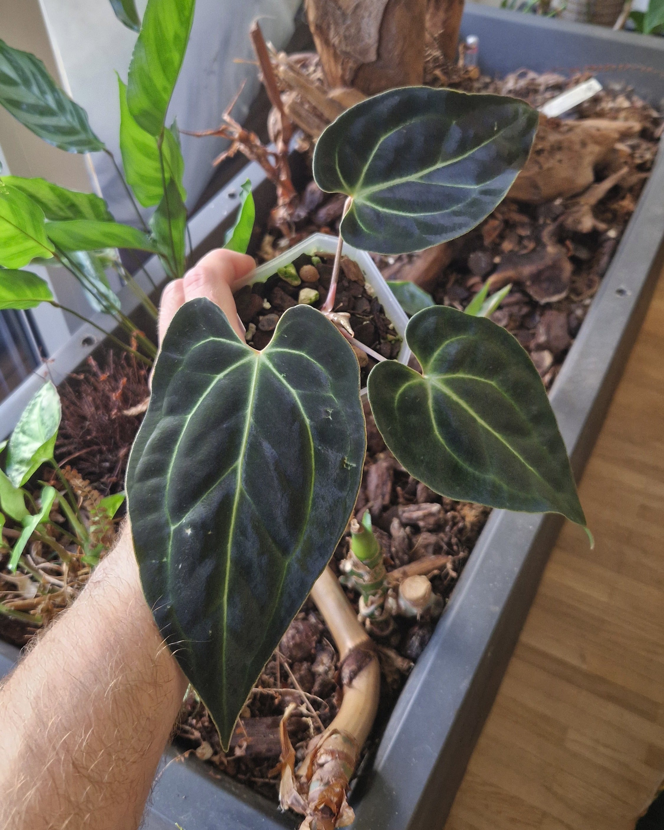 Anthurium besseae aff T3 x T4