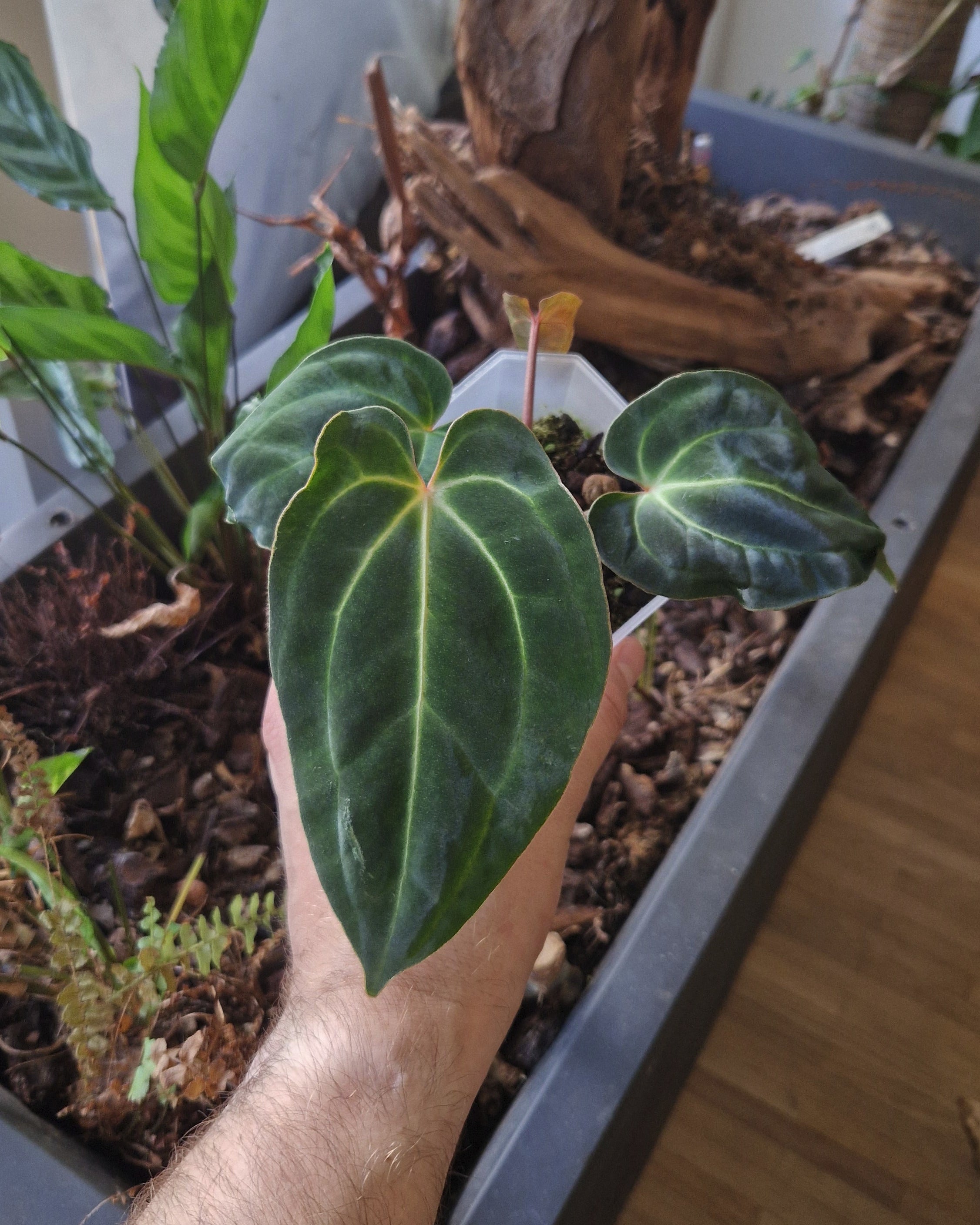 Anthurium besseae aff T3 x T4