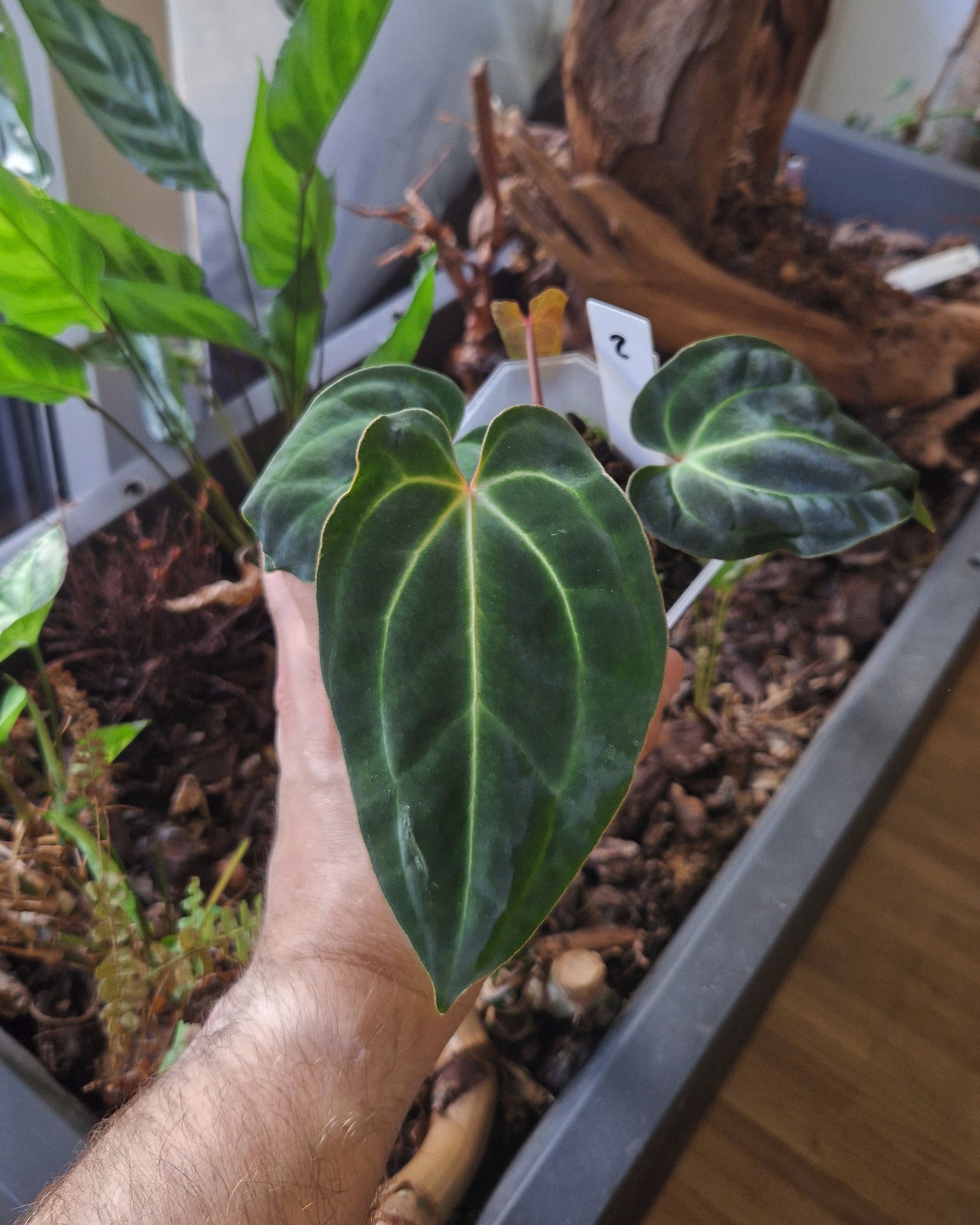 Anthurium besseae aff T3 x T4