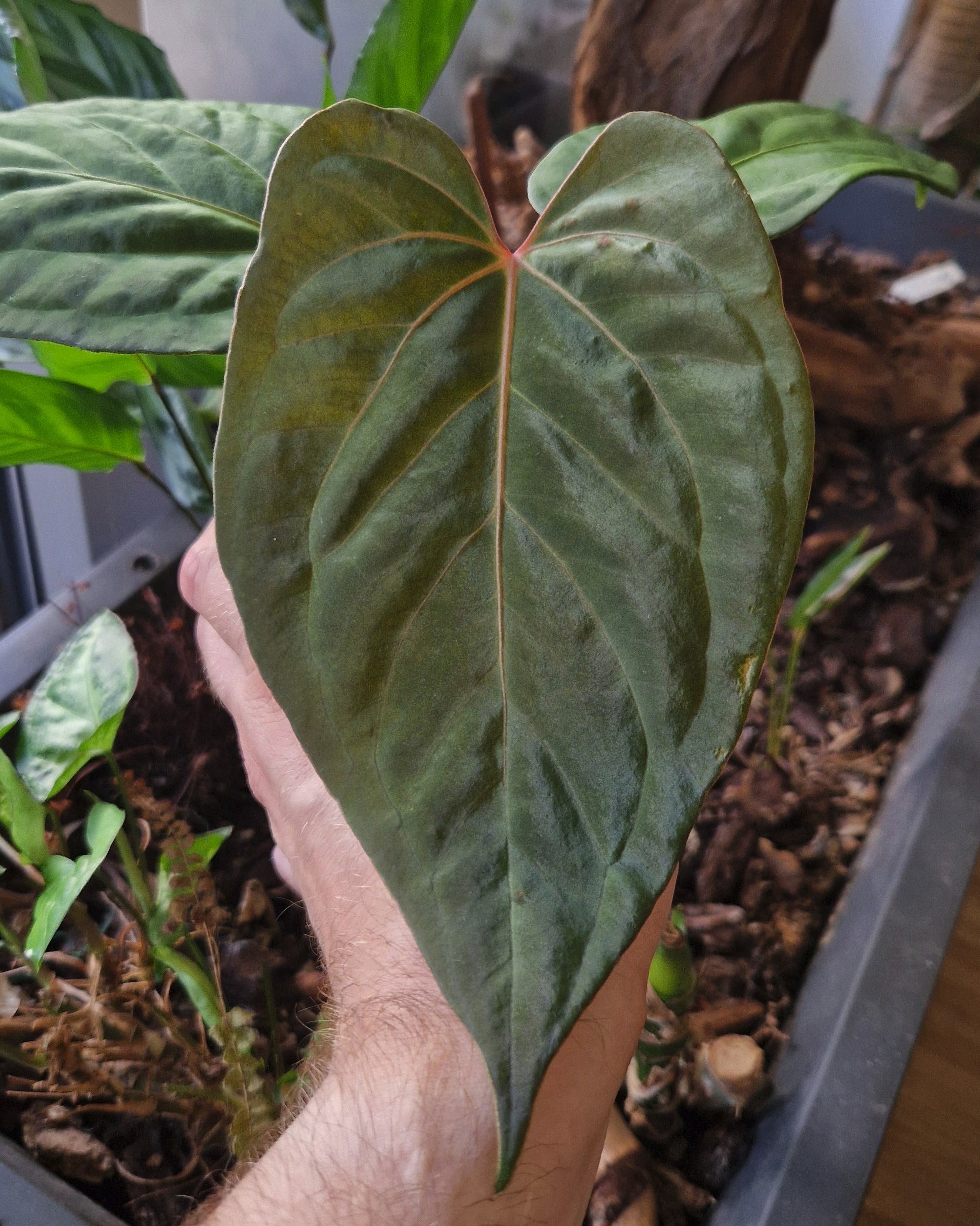 Anthurium (papillilaminum Daniel x besseae aff) wide x kunayalense T1