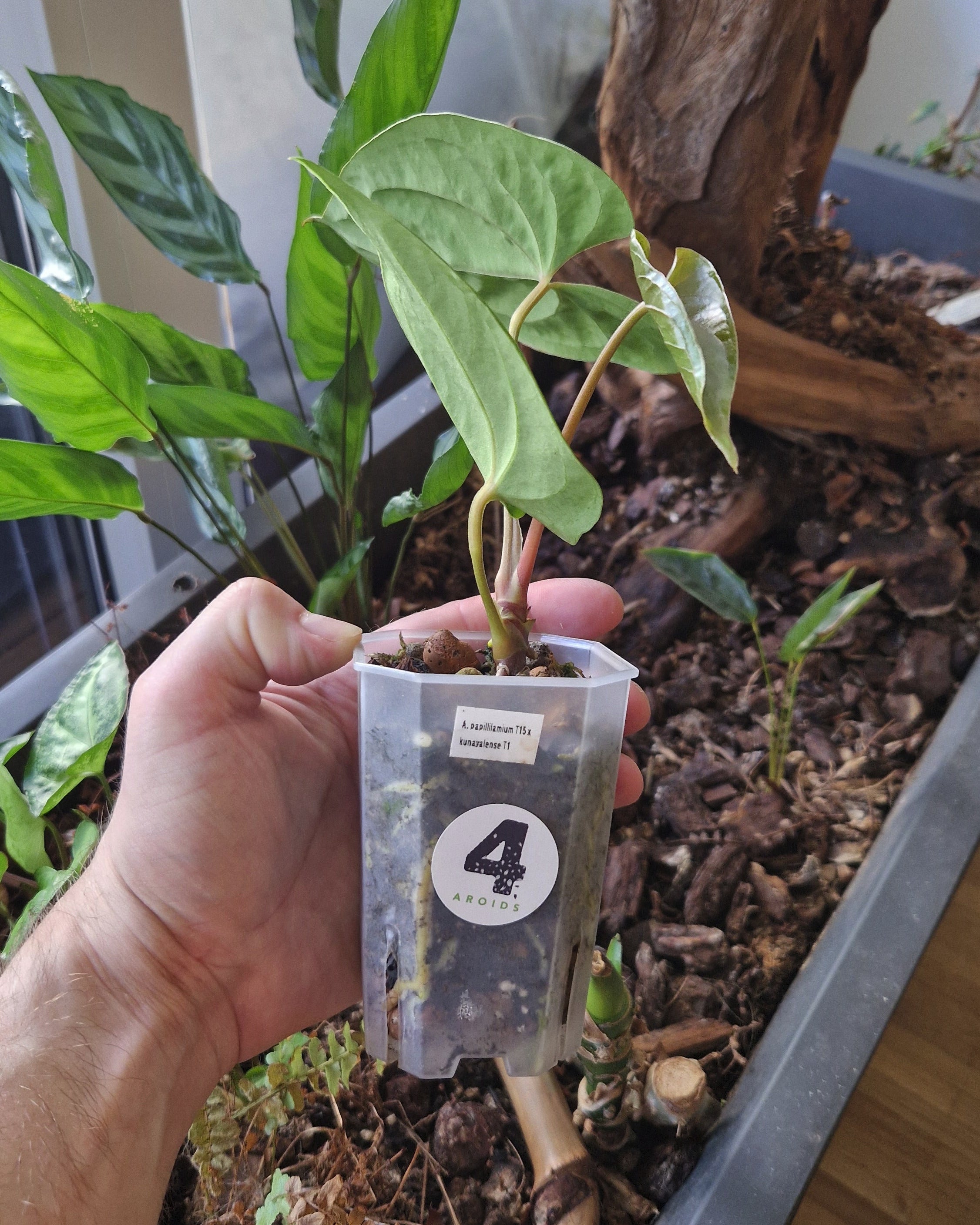 Anthurium papillilaminum T15 x kunayalense T1