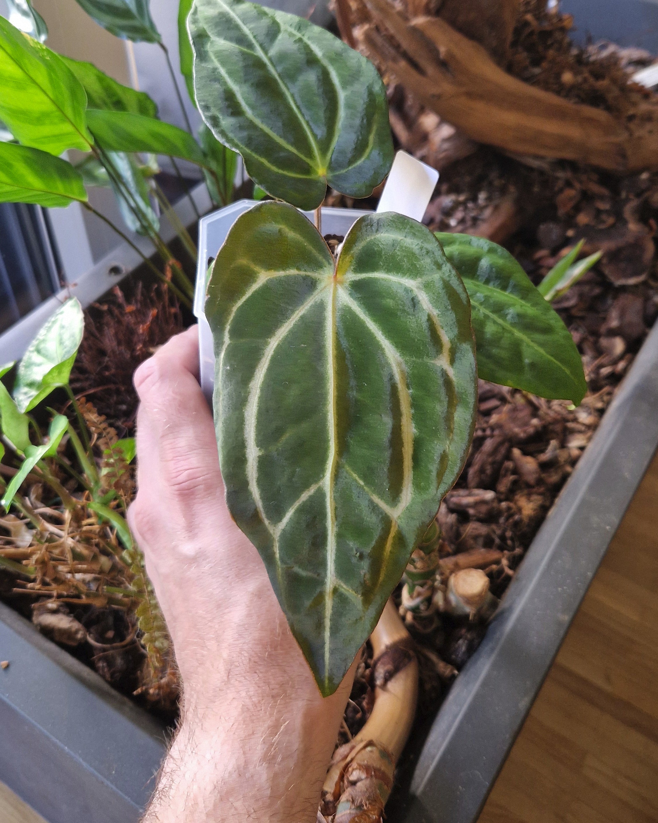 Anthurium carlablackiae T2 x T5