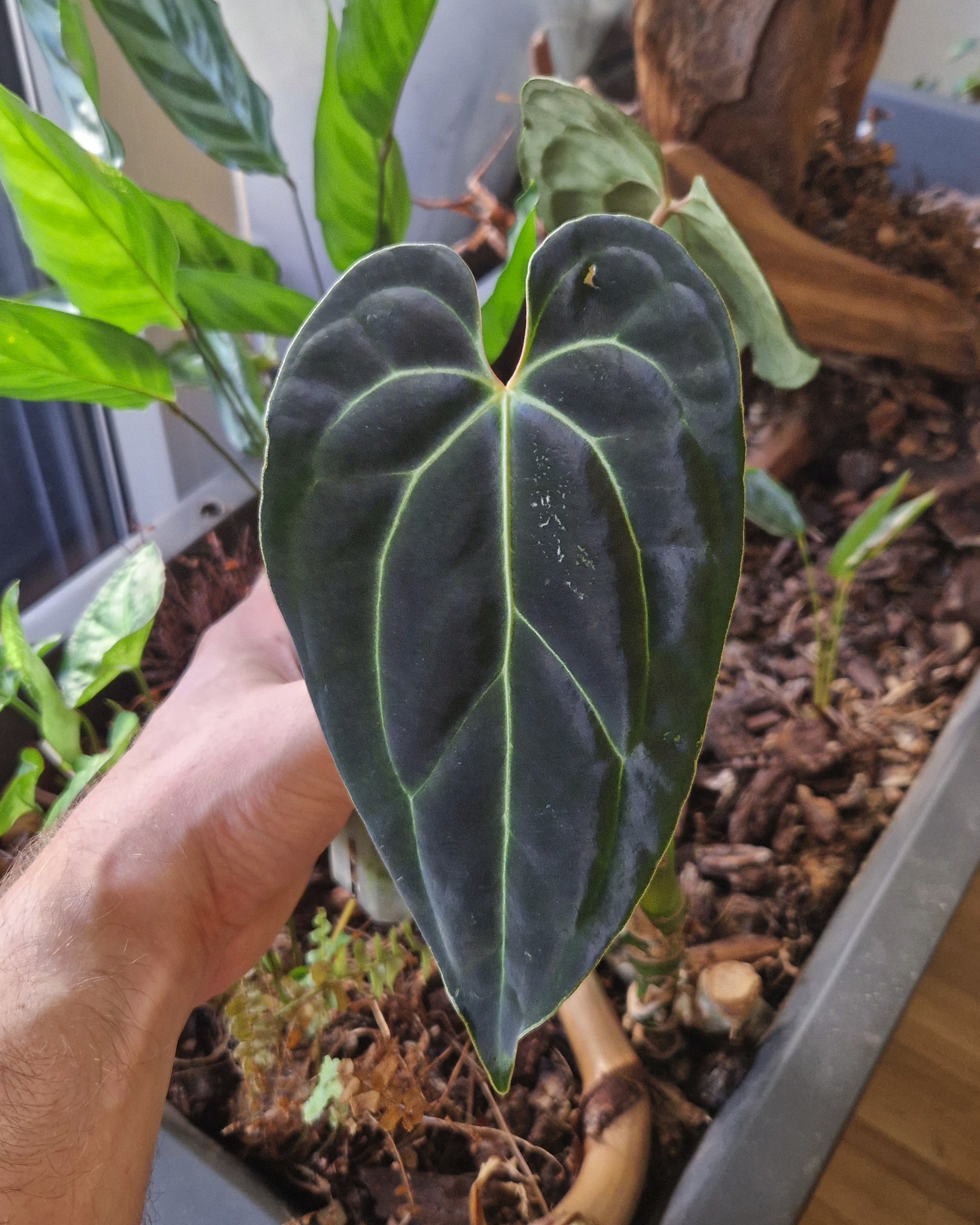 Anthurium besseae aff T3 x T4