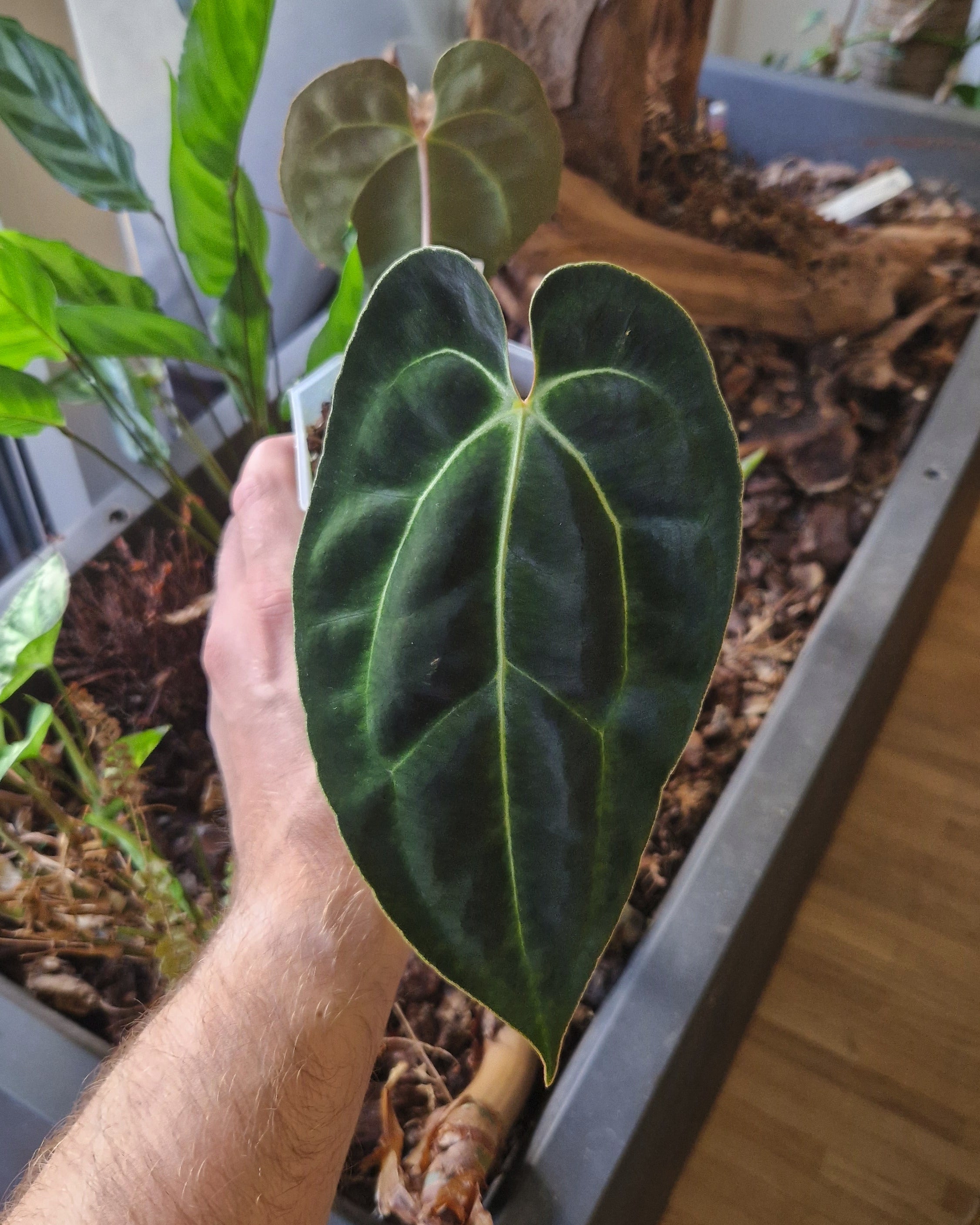 Anthurium besseae aff T3 x T4