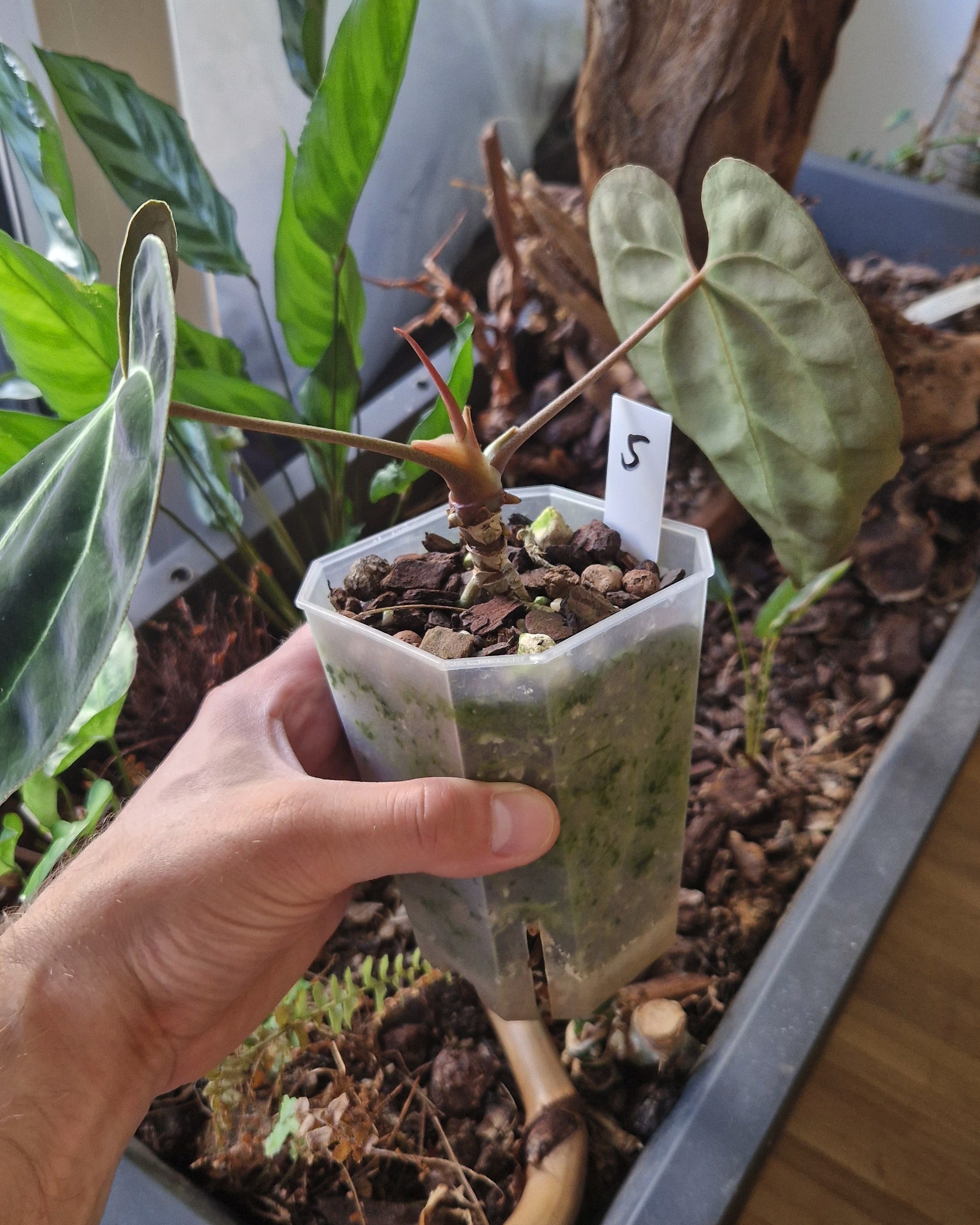 Anthurium besseae aff T3 x T4