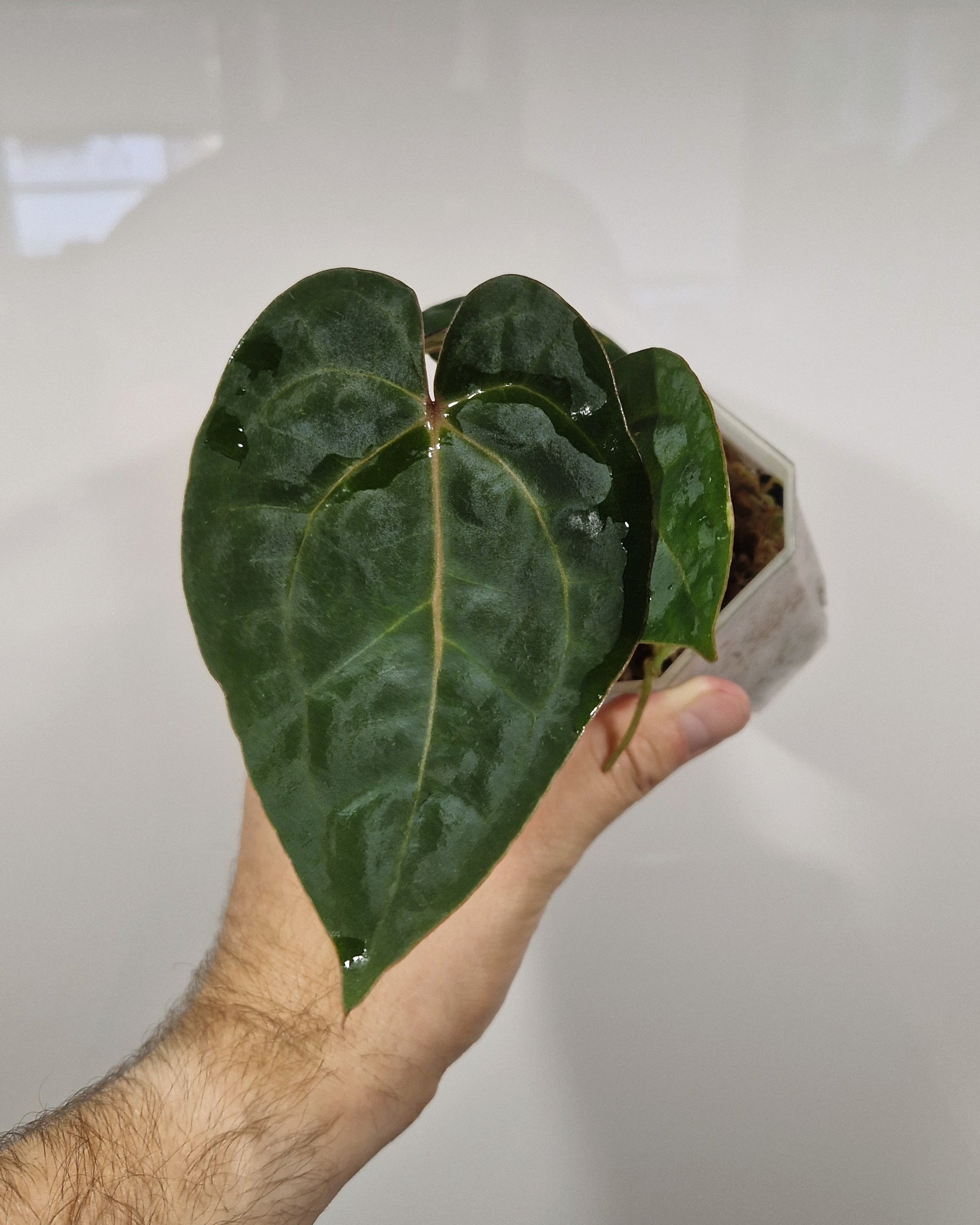 Anthurium 'Bloodmoon'